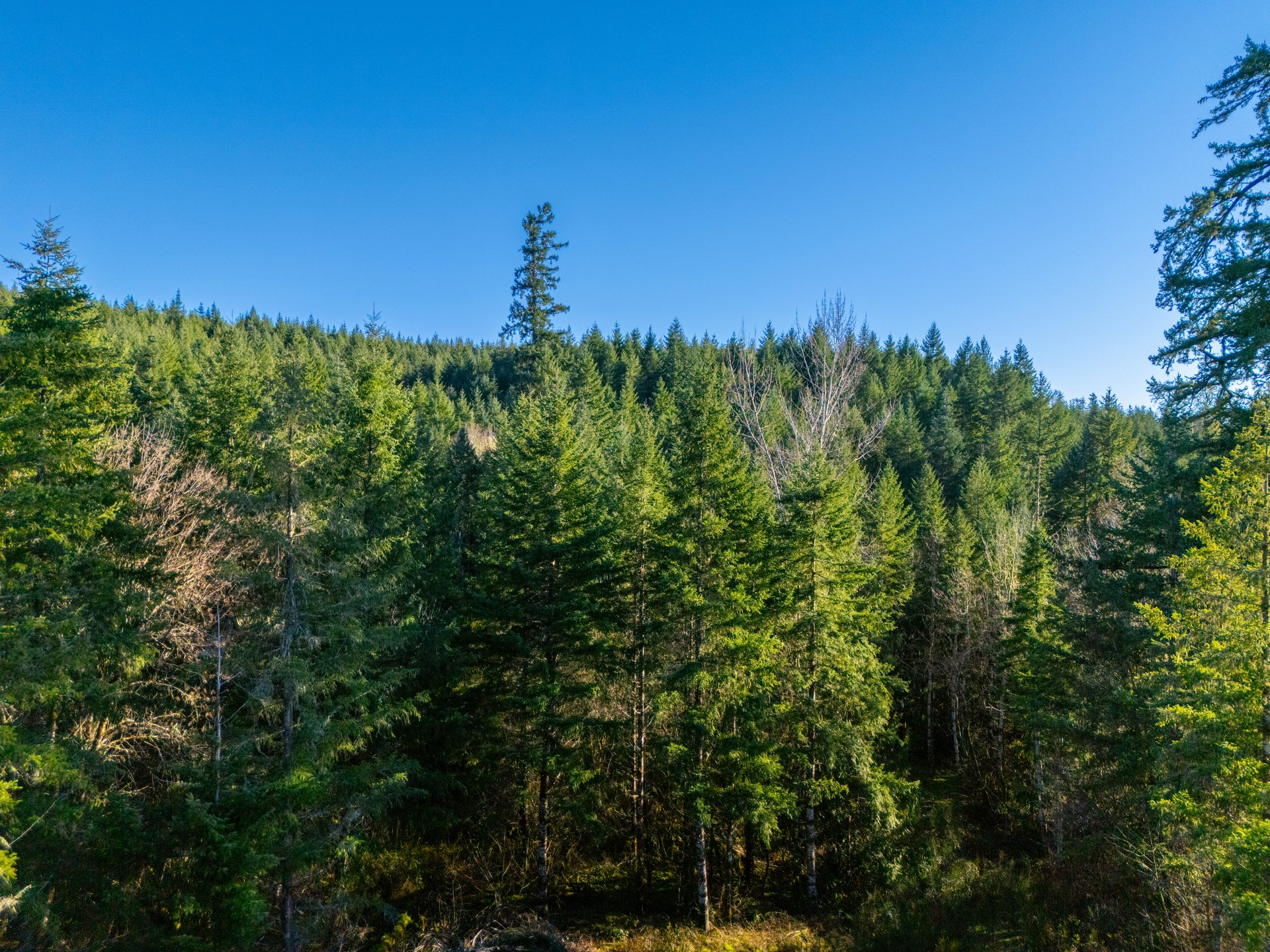 Liberty Forest Auction