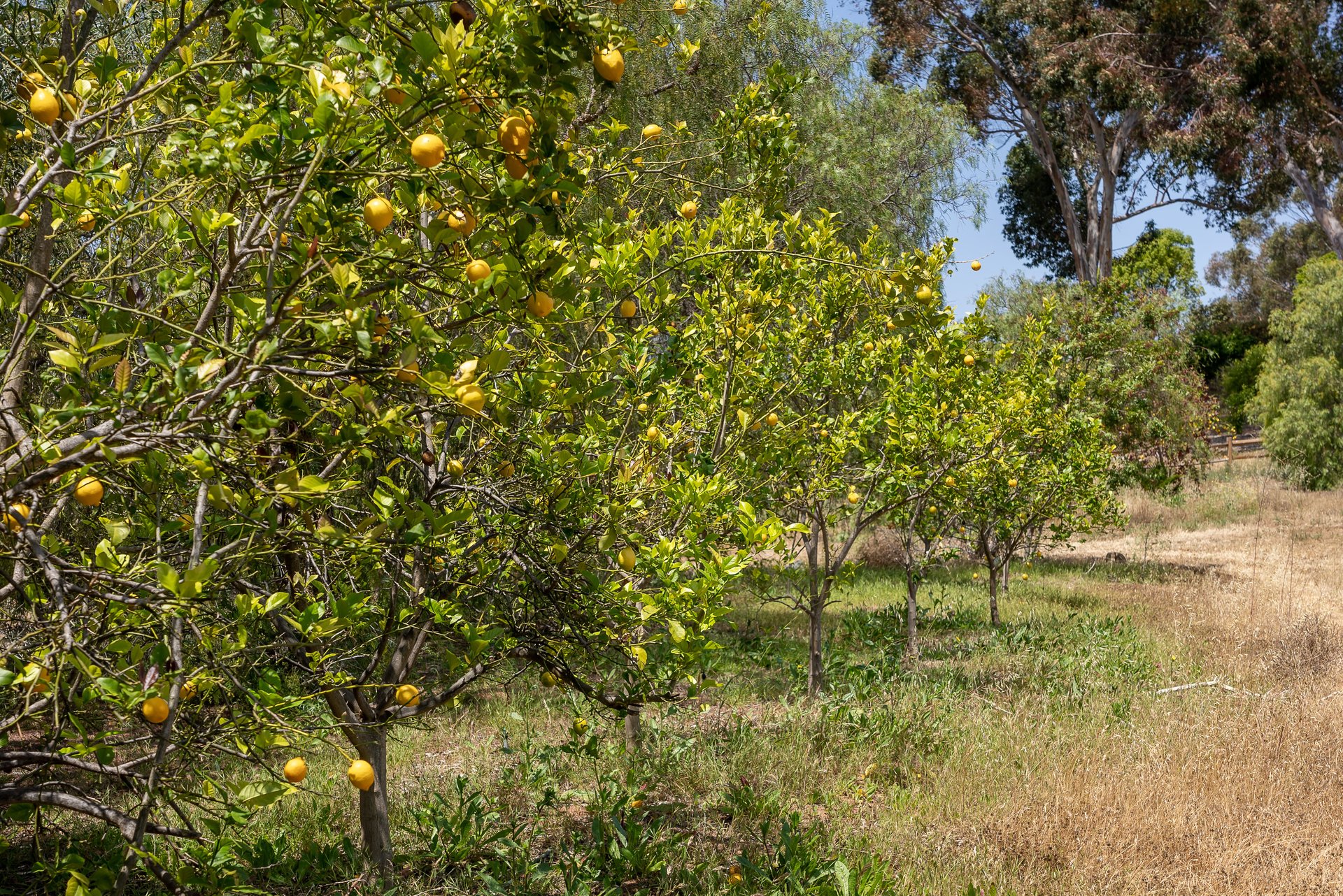 Fruit trees on Rancho Santa Fe property