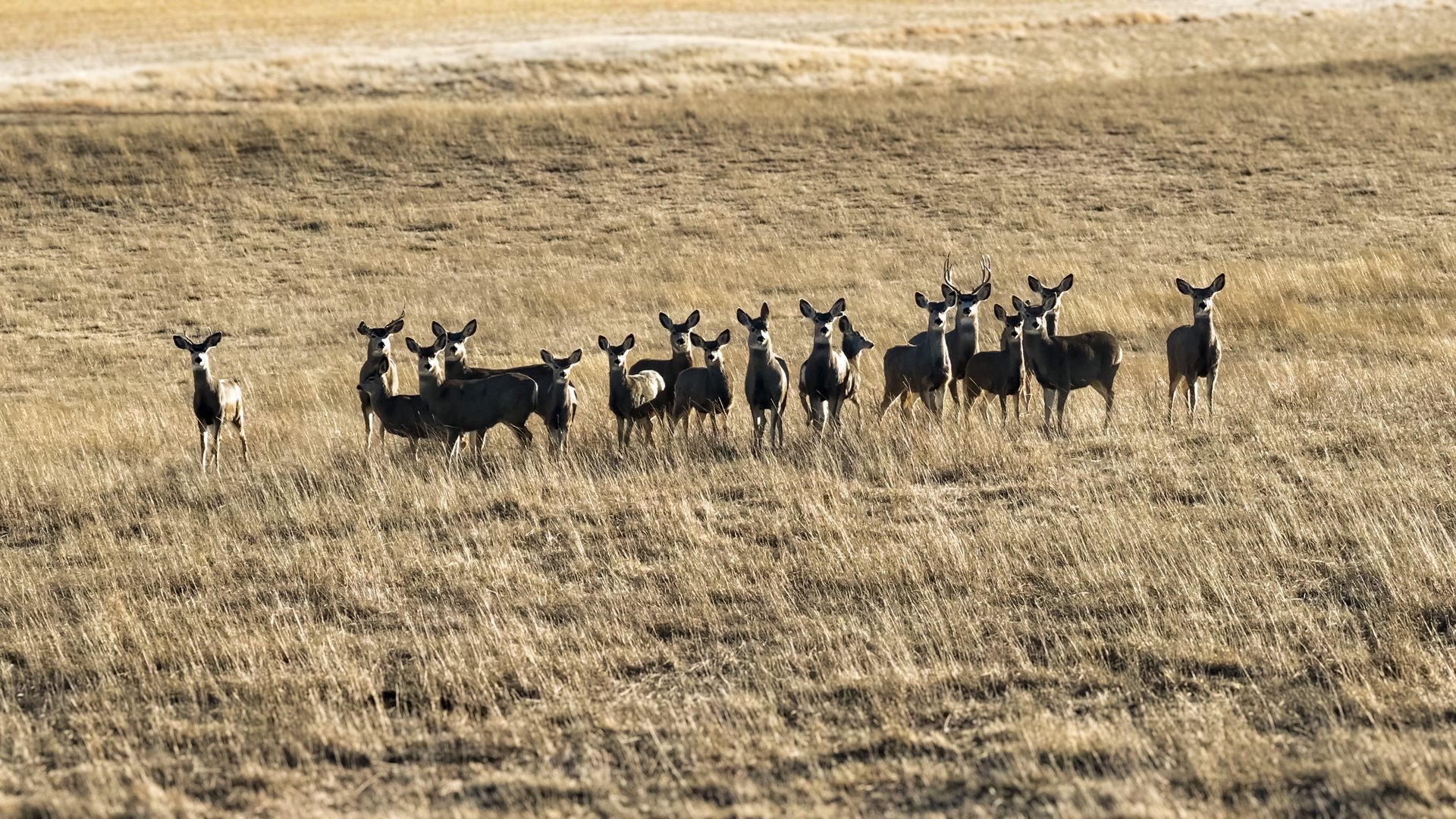Prairie Rise Ranch