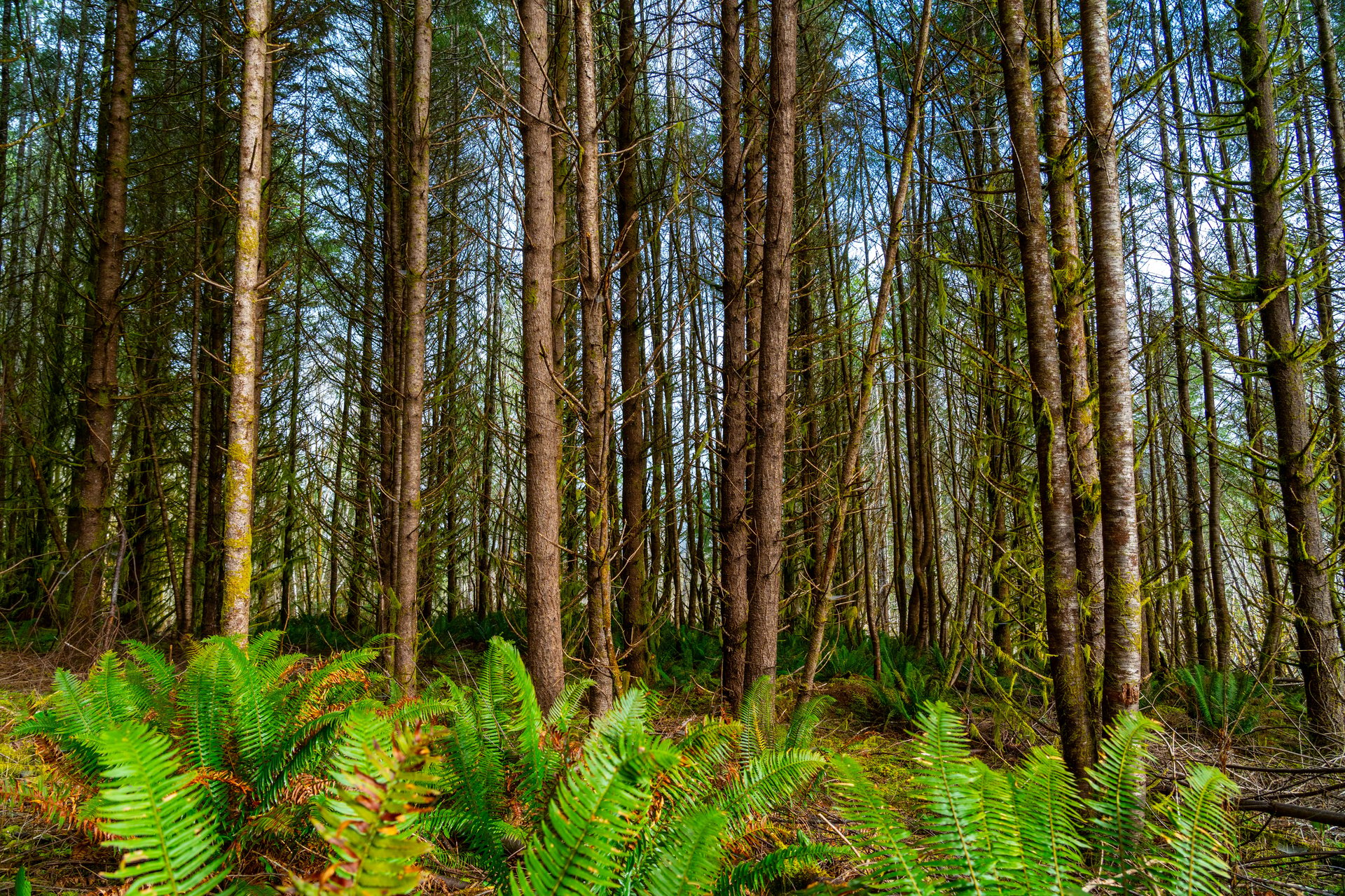 Waite Creek Woodlands