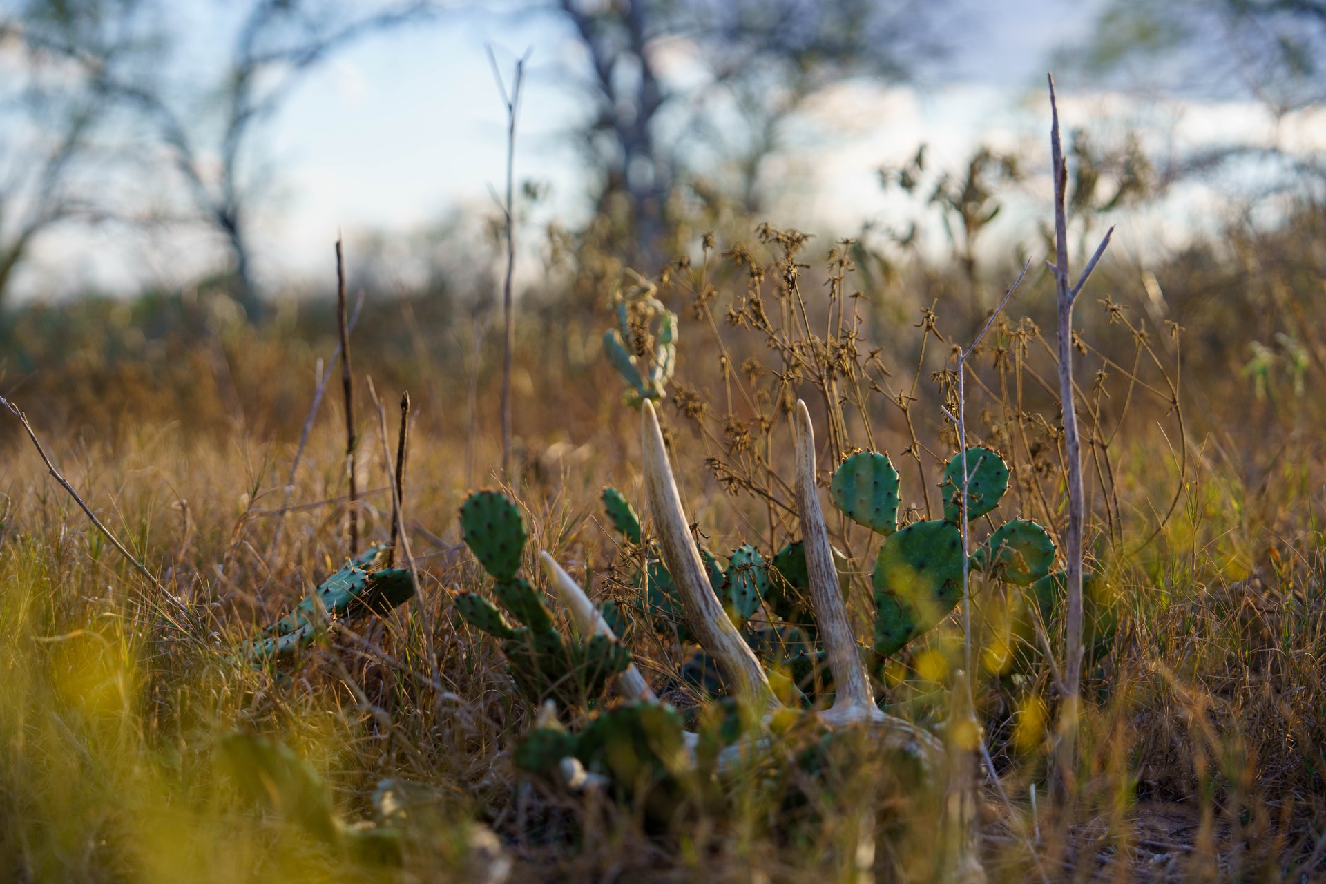 Gonzales County | 104+/- Acres