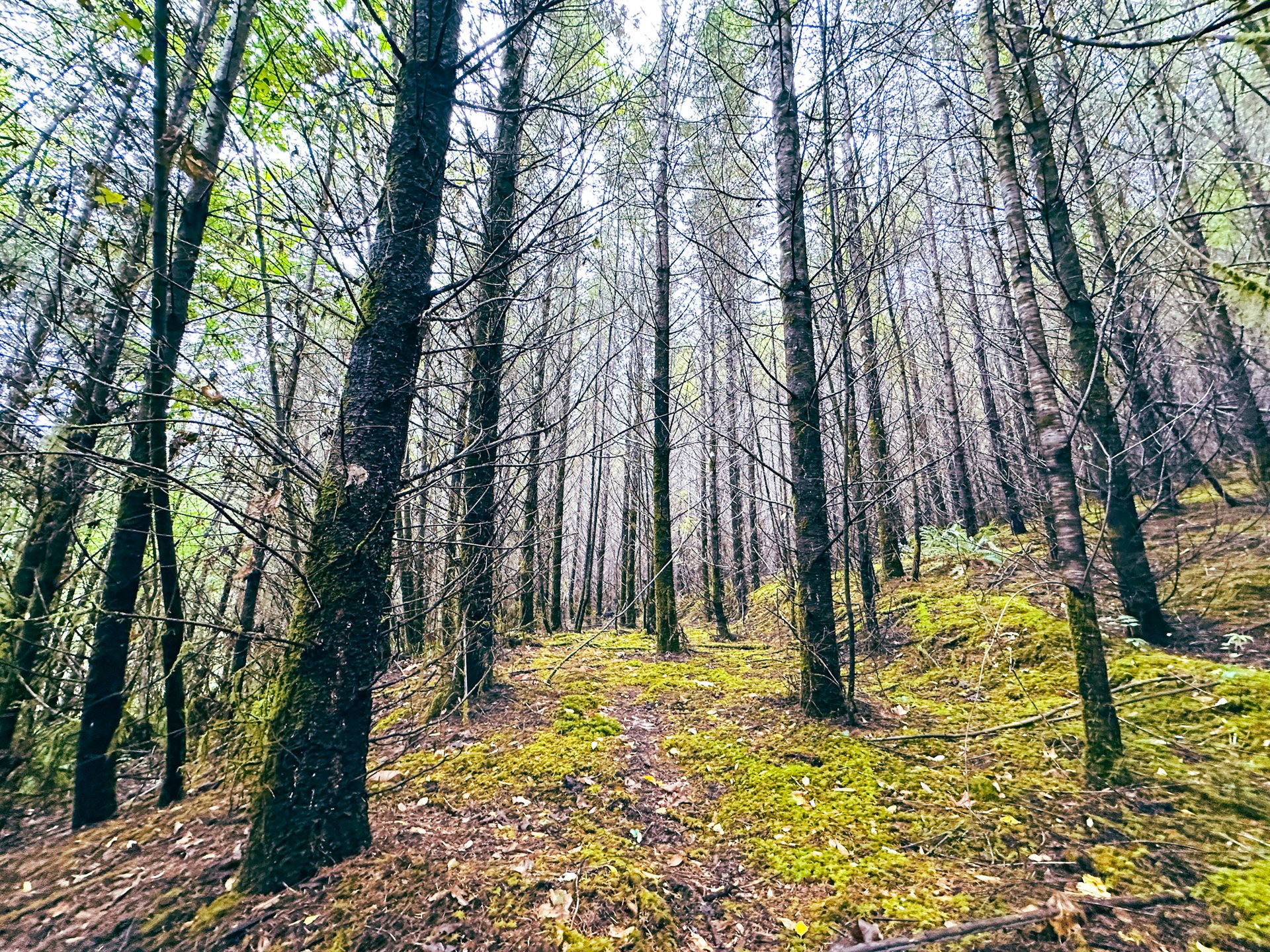 Little Forest