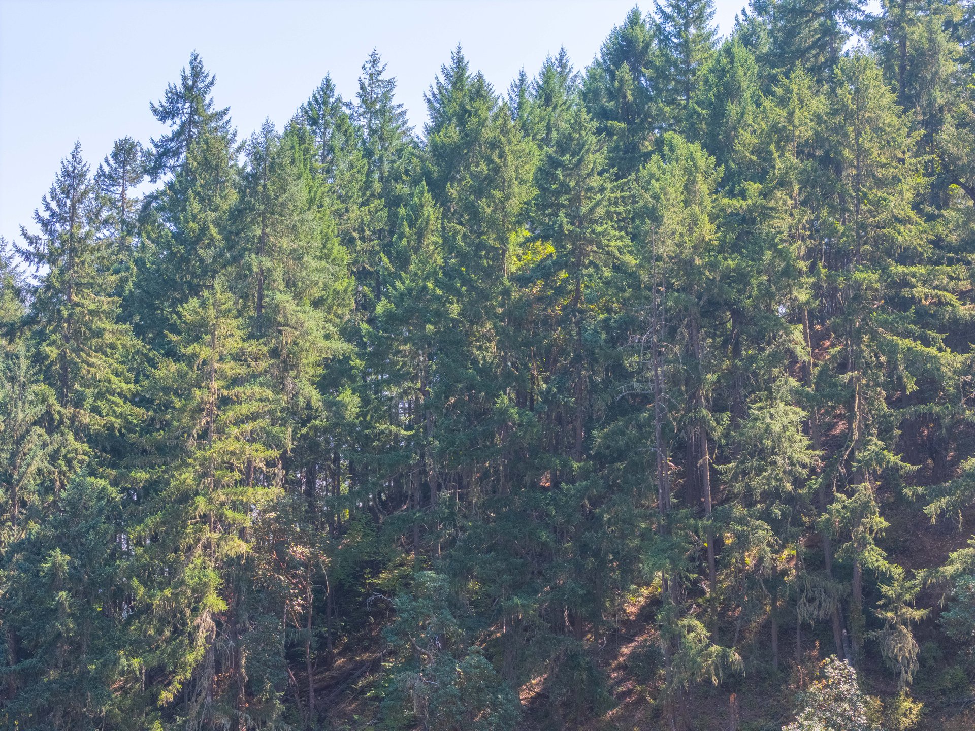 STRICKLAND BOULDER FOREST