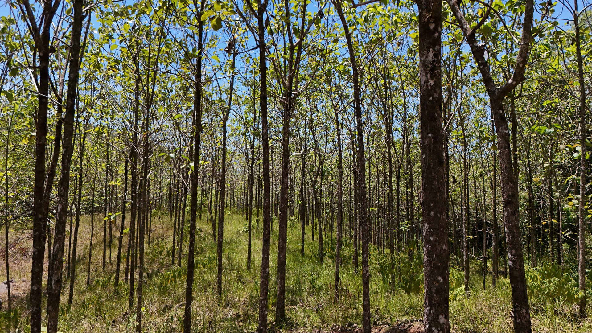 Prime 1.24-Acre Land in Matapalo / San Andrés – Ready to Build