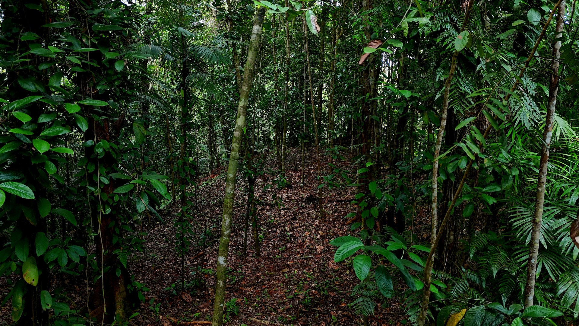  3.75-Acre Jungle Lot with Creek in Ventanas de Osa, Puntarenas