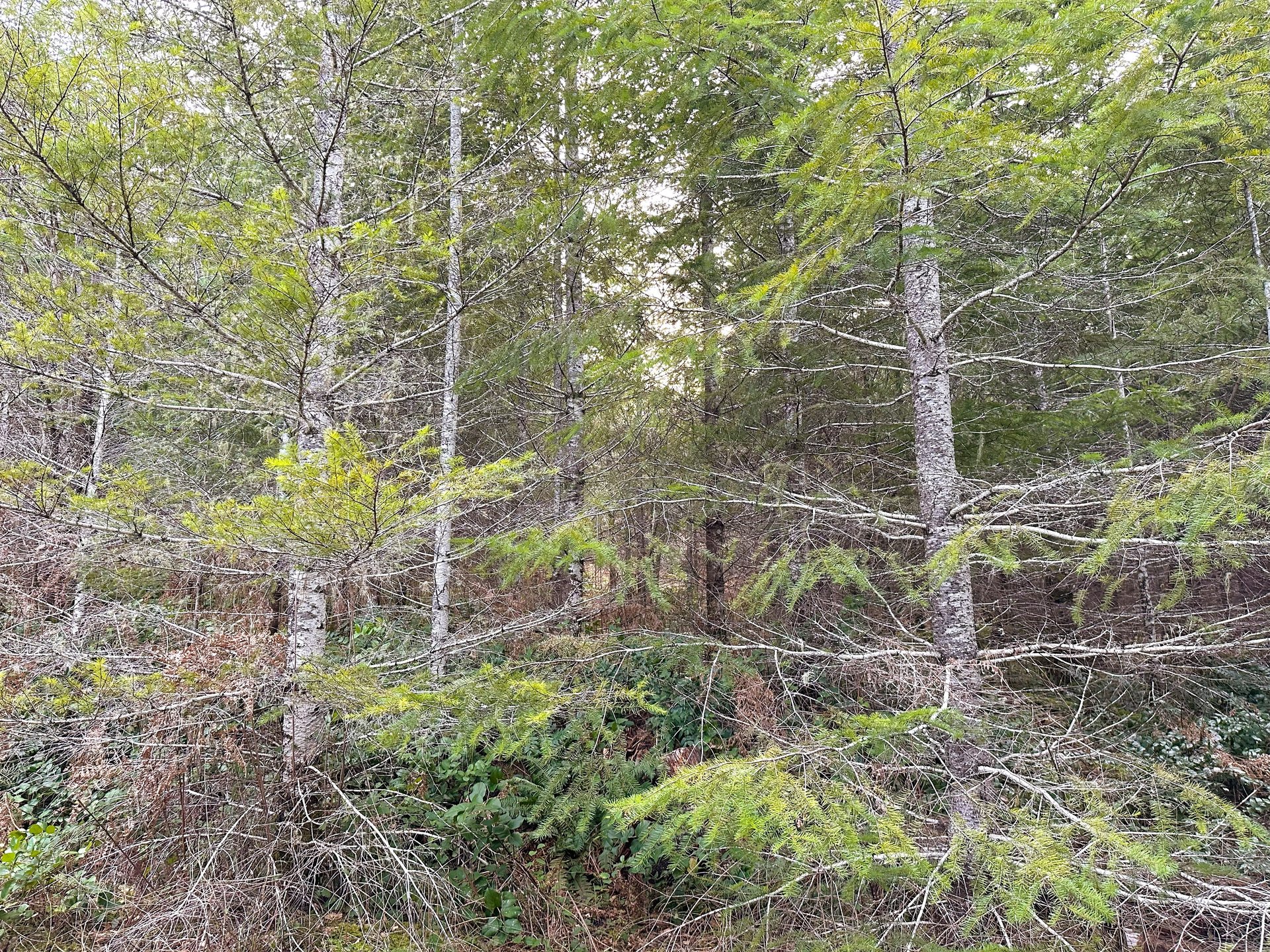 ARC Woods