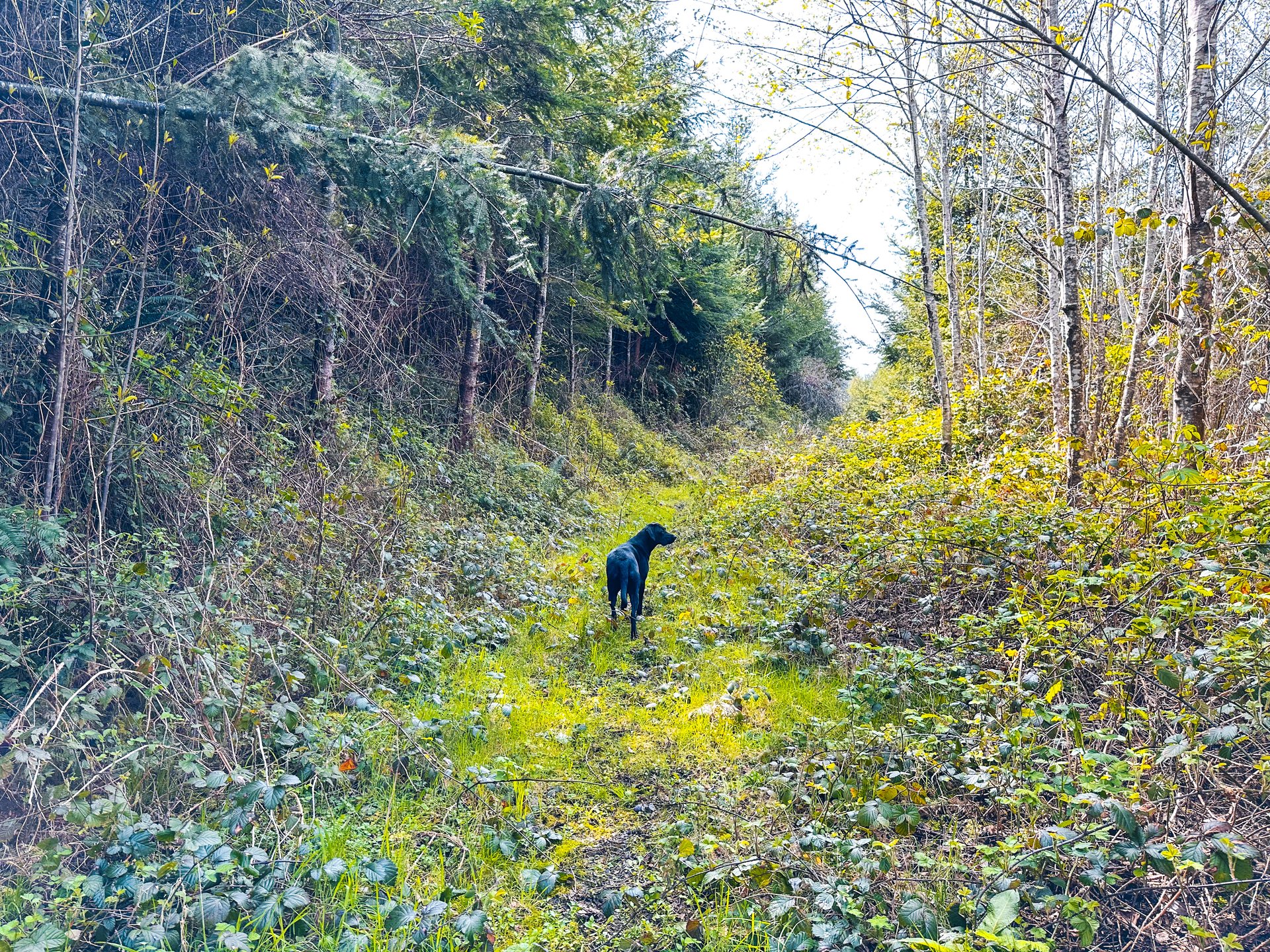 MILL CREEK FOREST