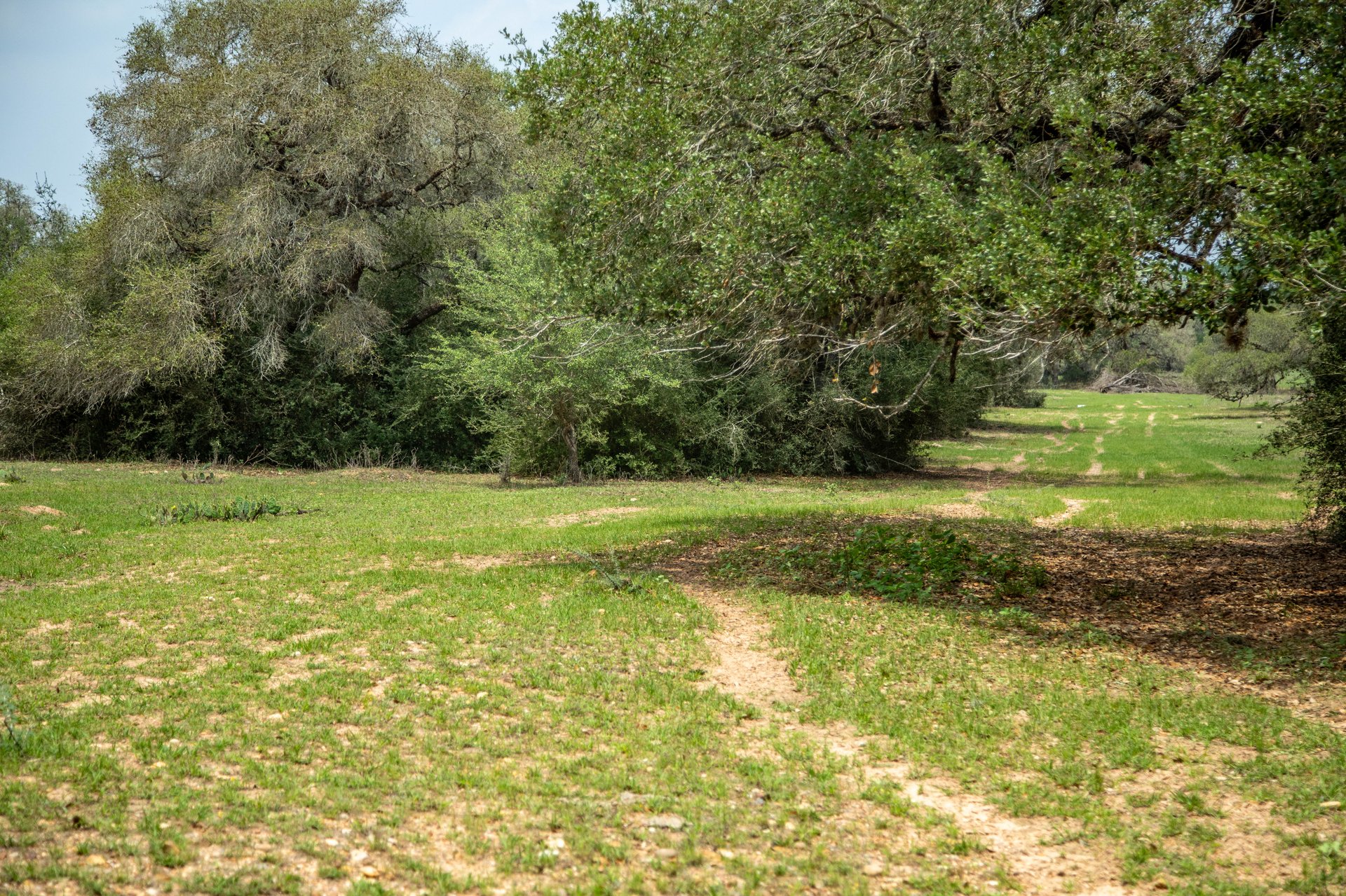 Five Mile Creek Reserve | 252.73± Acres-High Fence | DeWitt County, TX