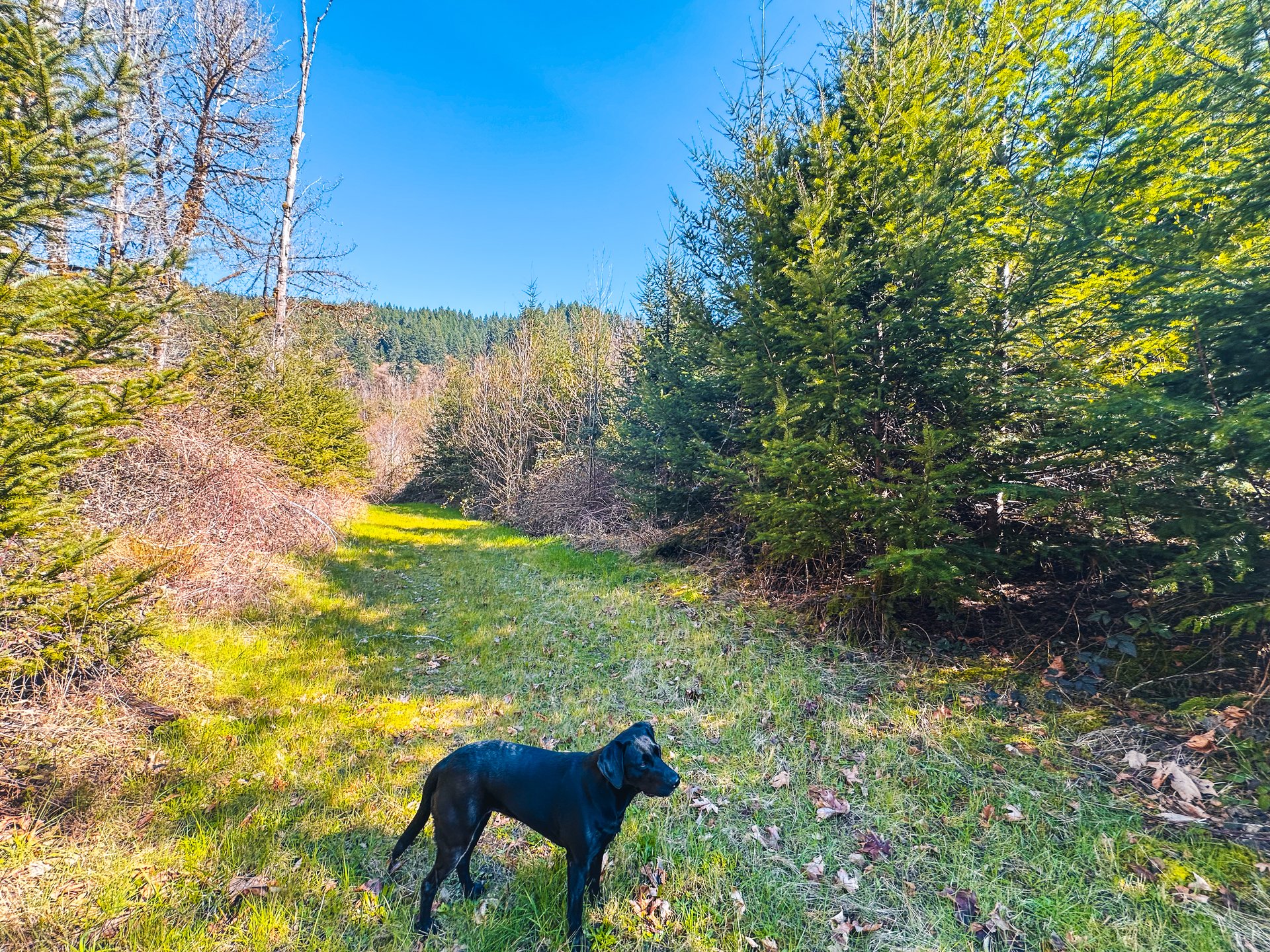 Coyote Creek Forest