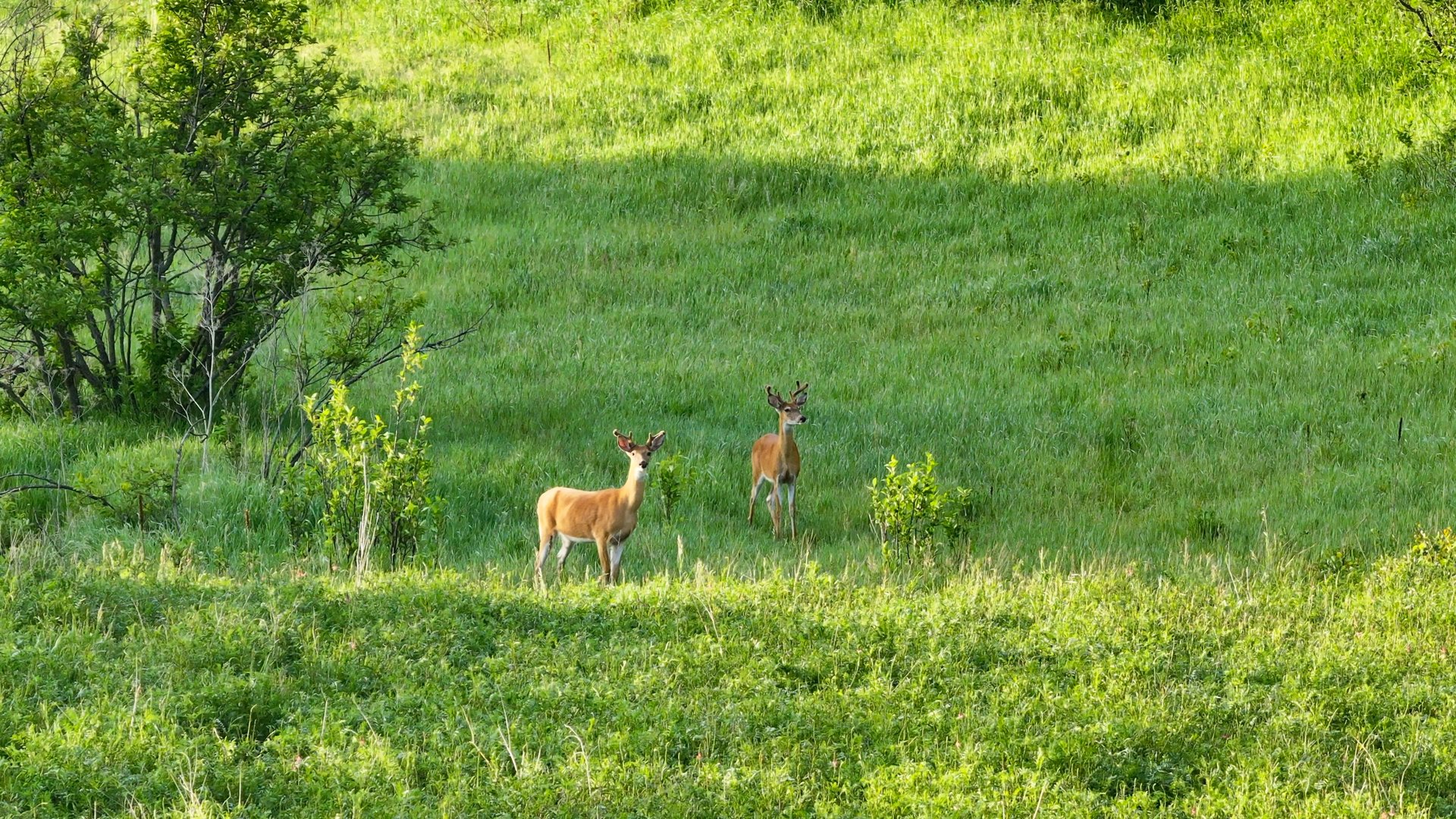 Big Spring Legacy Ranch