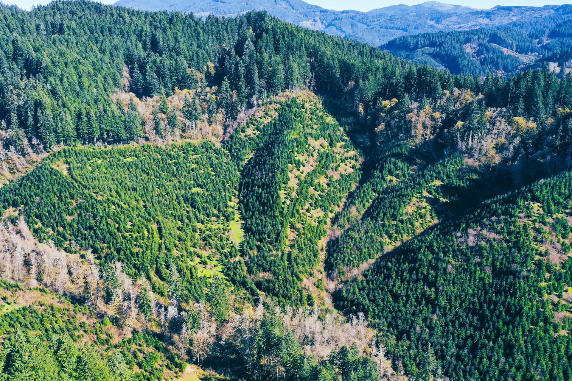 Coyote Creek Forest