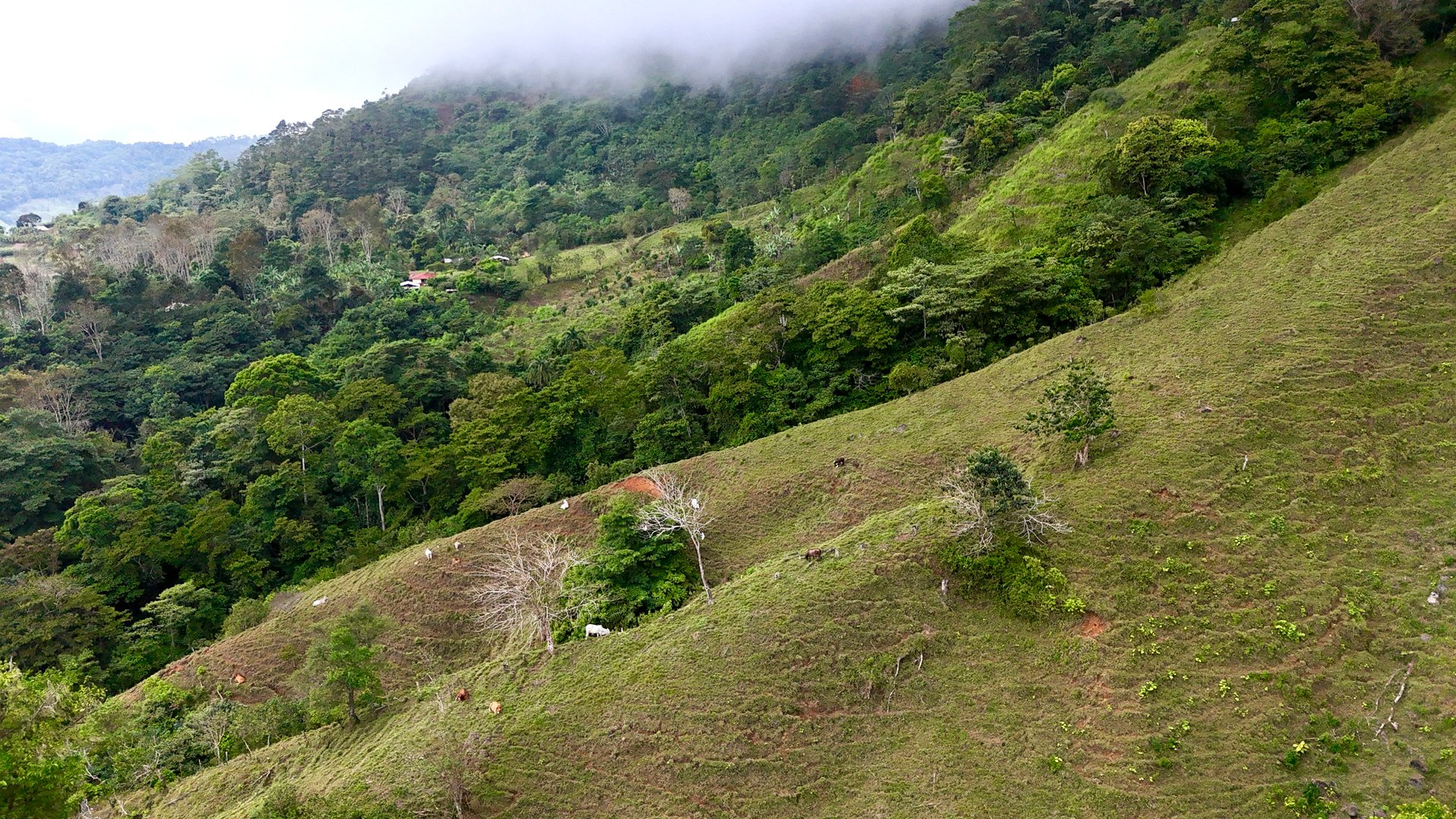 Gorgeous Land in San Luis Morete - Uvita - Over 17 Acres