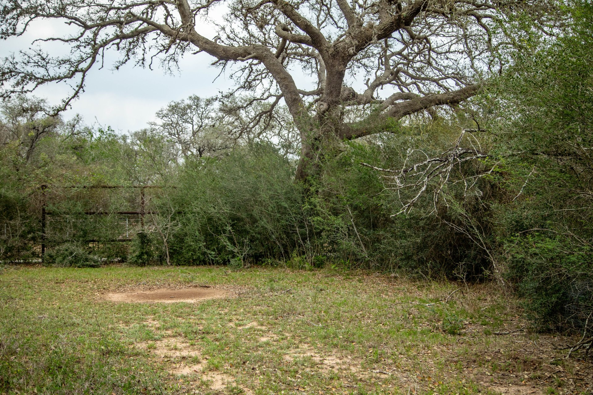 Five Mile Creek Reserve | 252.73± Acres-High Fence | DeWitt County, TX