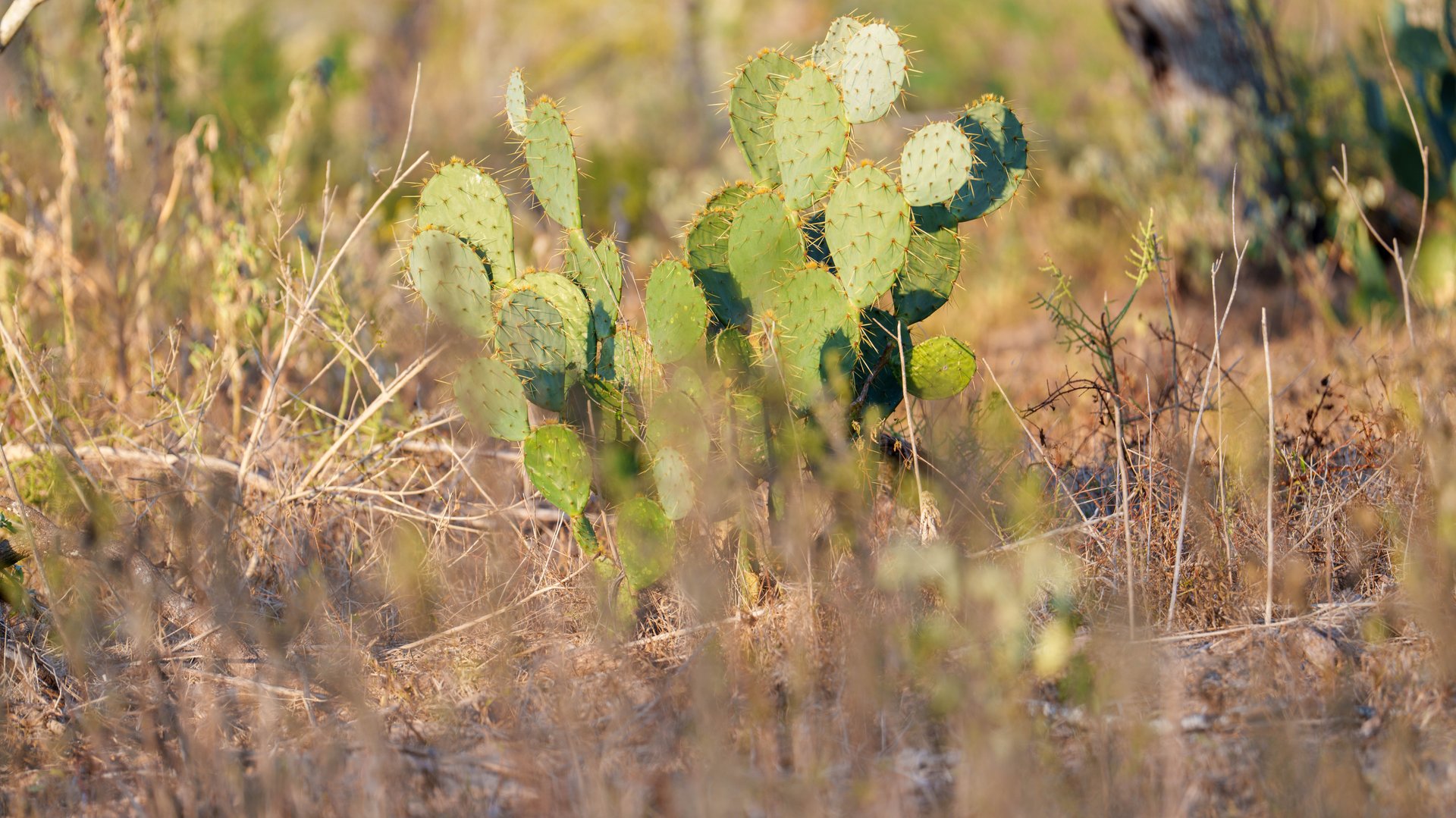 Gonzales County | 104+/- Acres