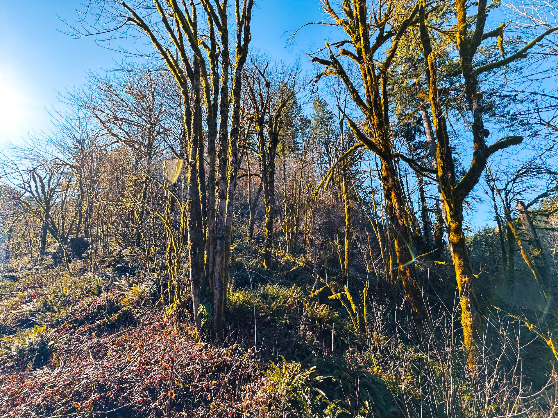 Waite Creek Woodlands