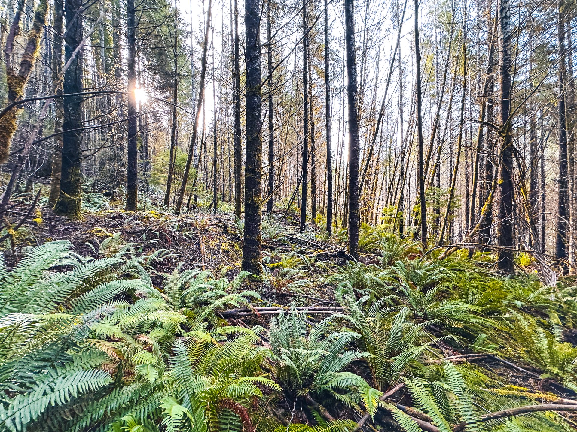 RICHARDSON TIMBER