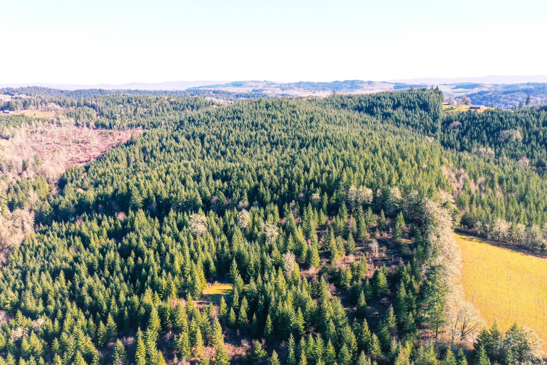 Liberty Forest Auction