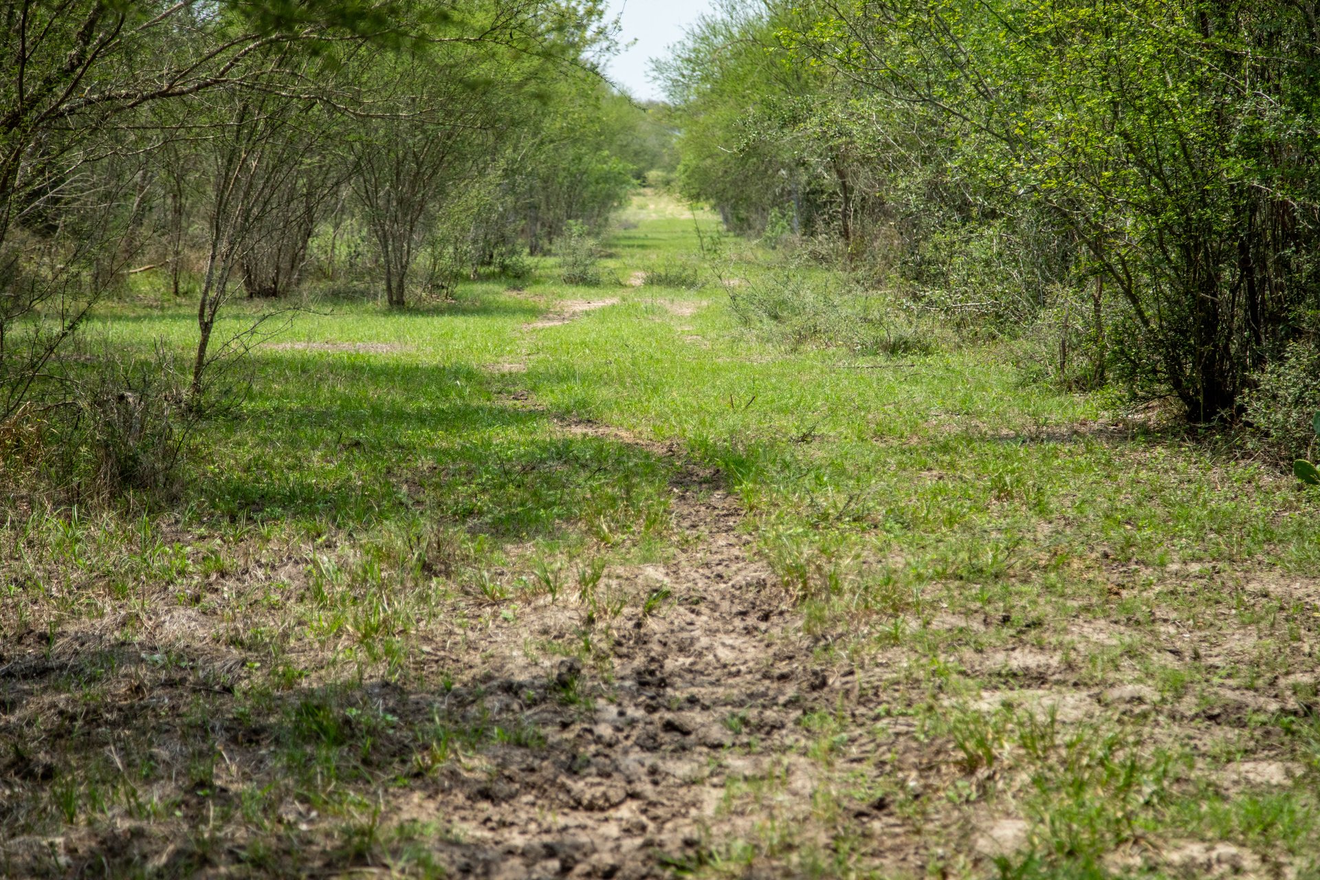 Five Mile Creek Reserve | 252.73± Acres-High Fence | DeWitt County, TX