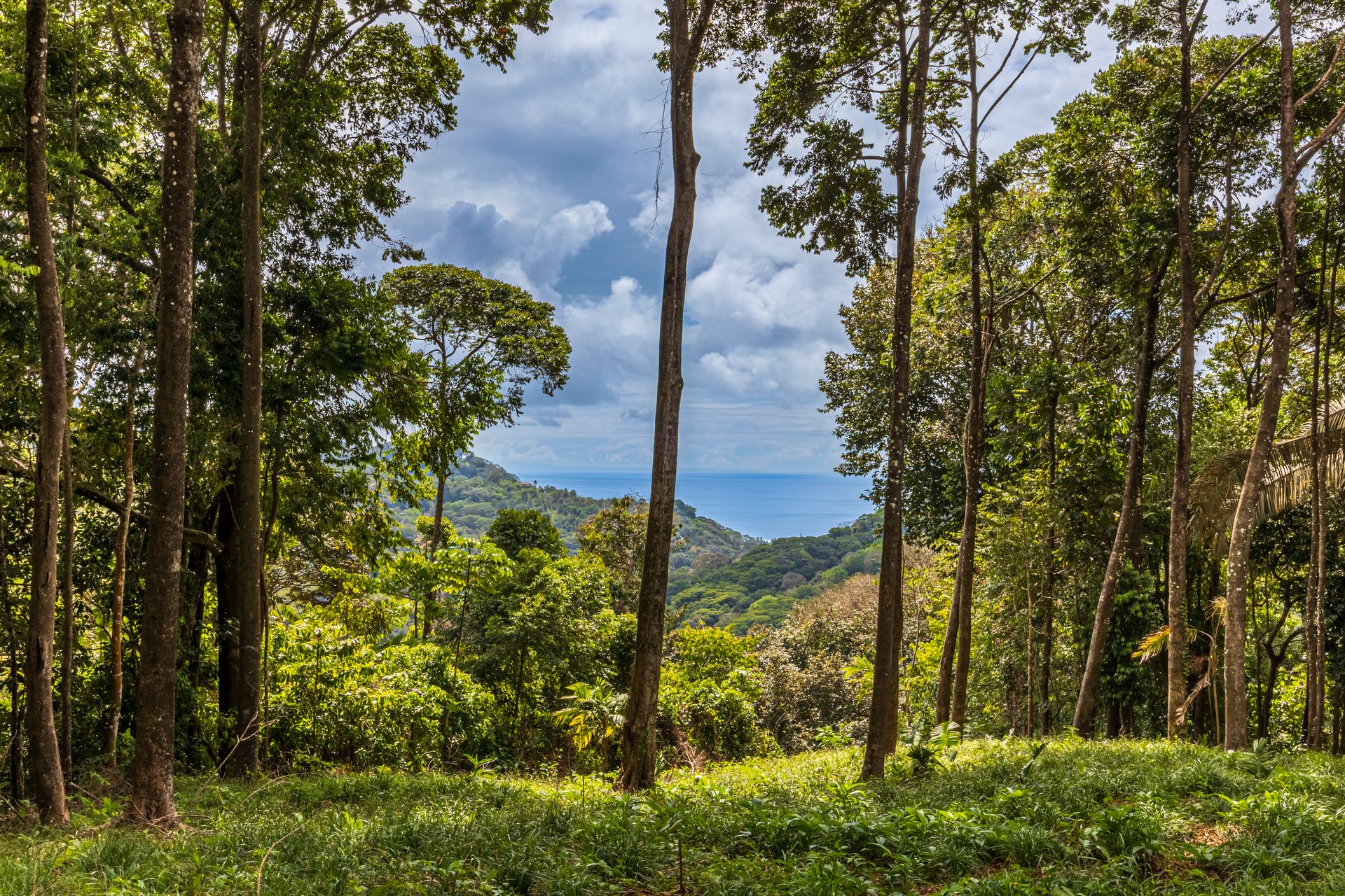 Rare 86-Acre Ocean View Estate Bordering Hacienda Barú – A Unique Opportunity for Conservation and Development