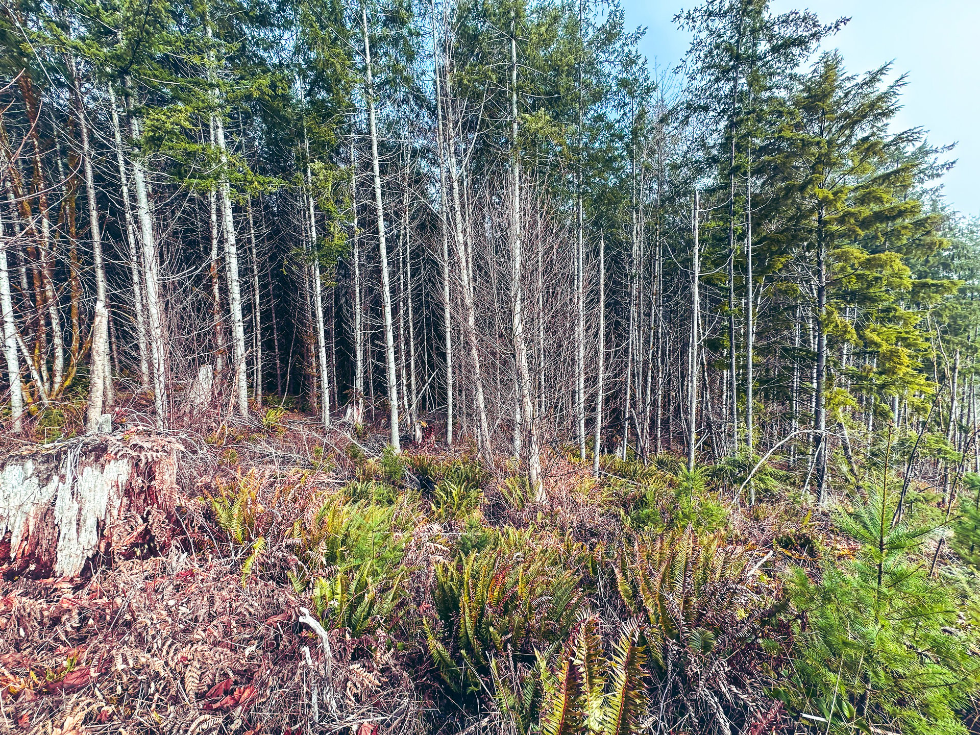 Waite Creek Woodlands