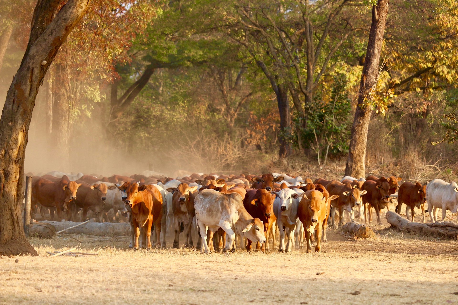 Lazy A Ranch - Zambia