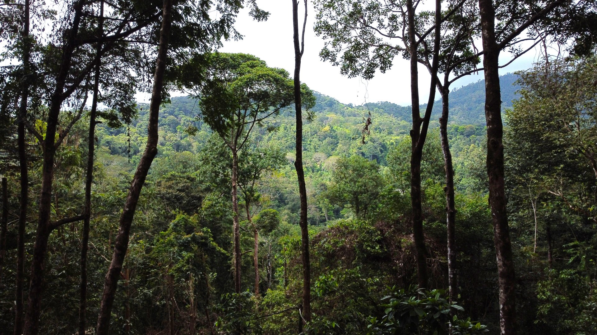 Mountain View Building Lot in Prestigious Gated Community With Private Waterfall & Two Building Sites