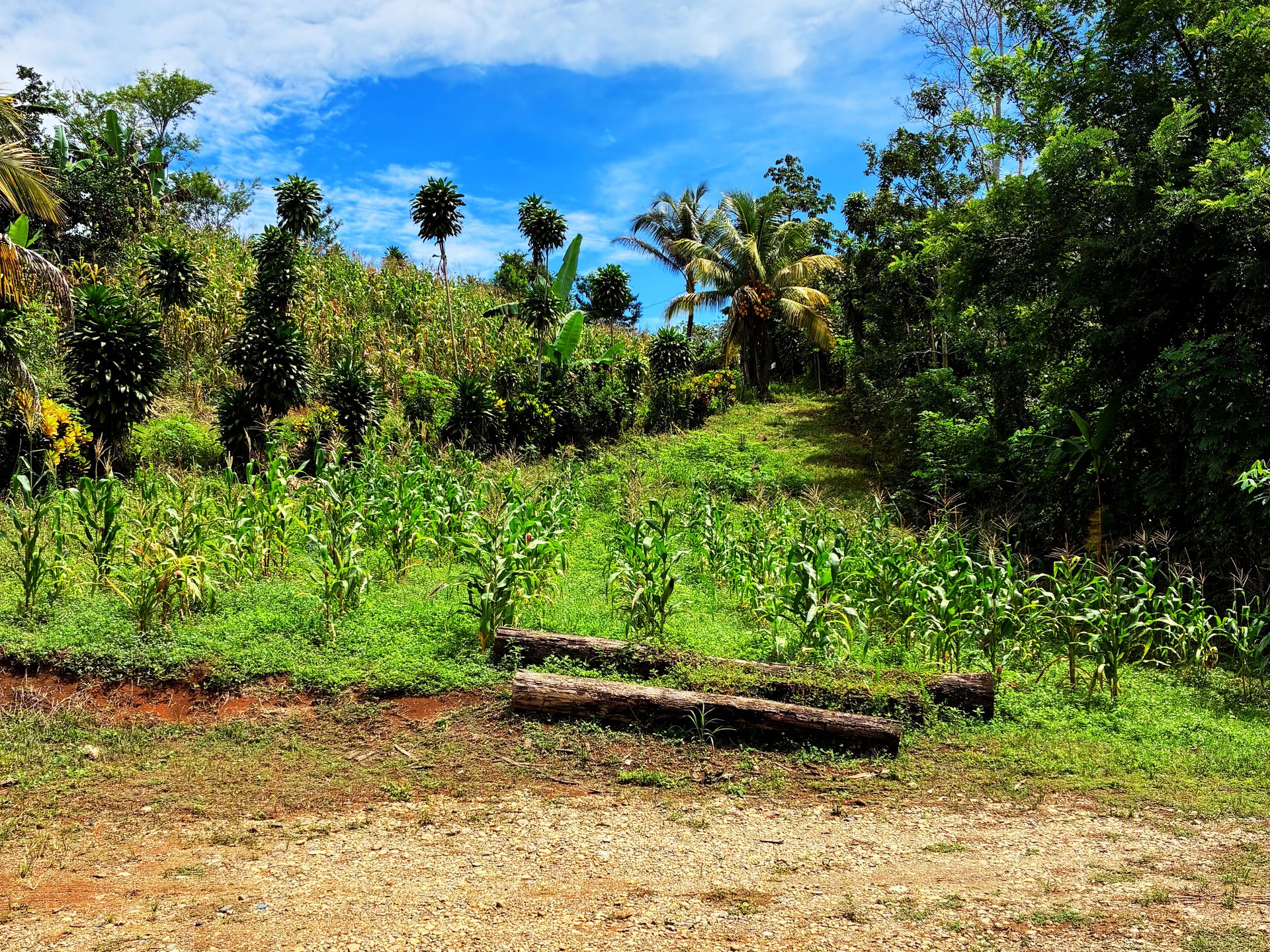 Productive Agricultural Farm with Valley Views in Cristo Rey of Platanares, Pérez Zeledón