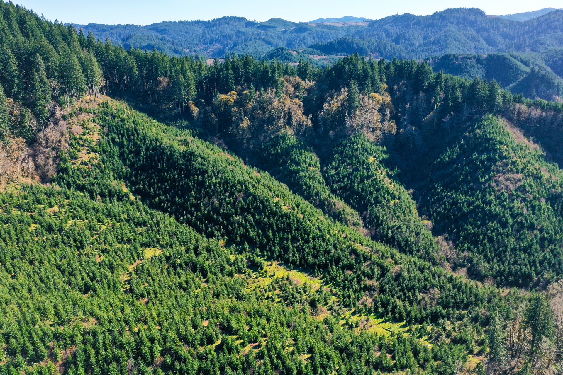 Coyote Creek Forest