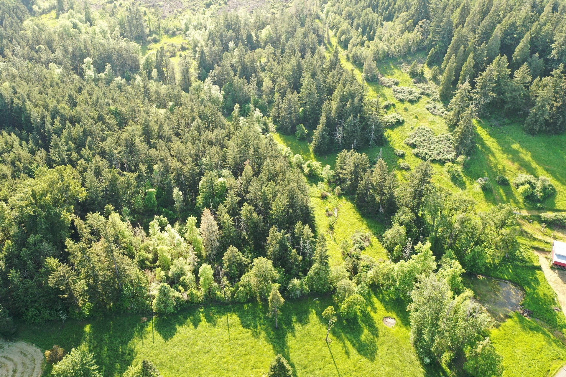 KIMBALL FOREST