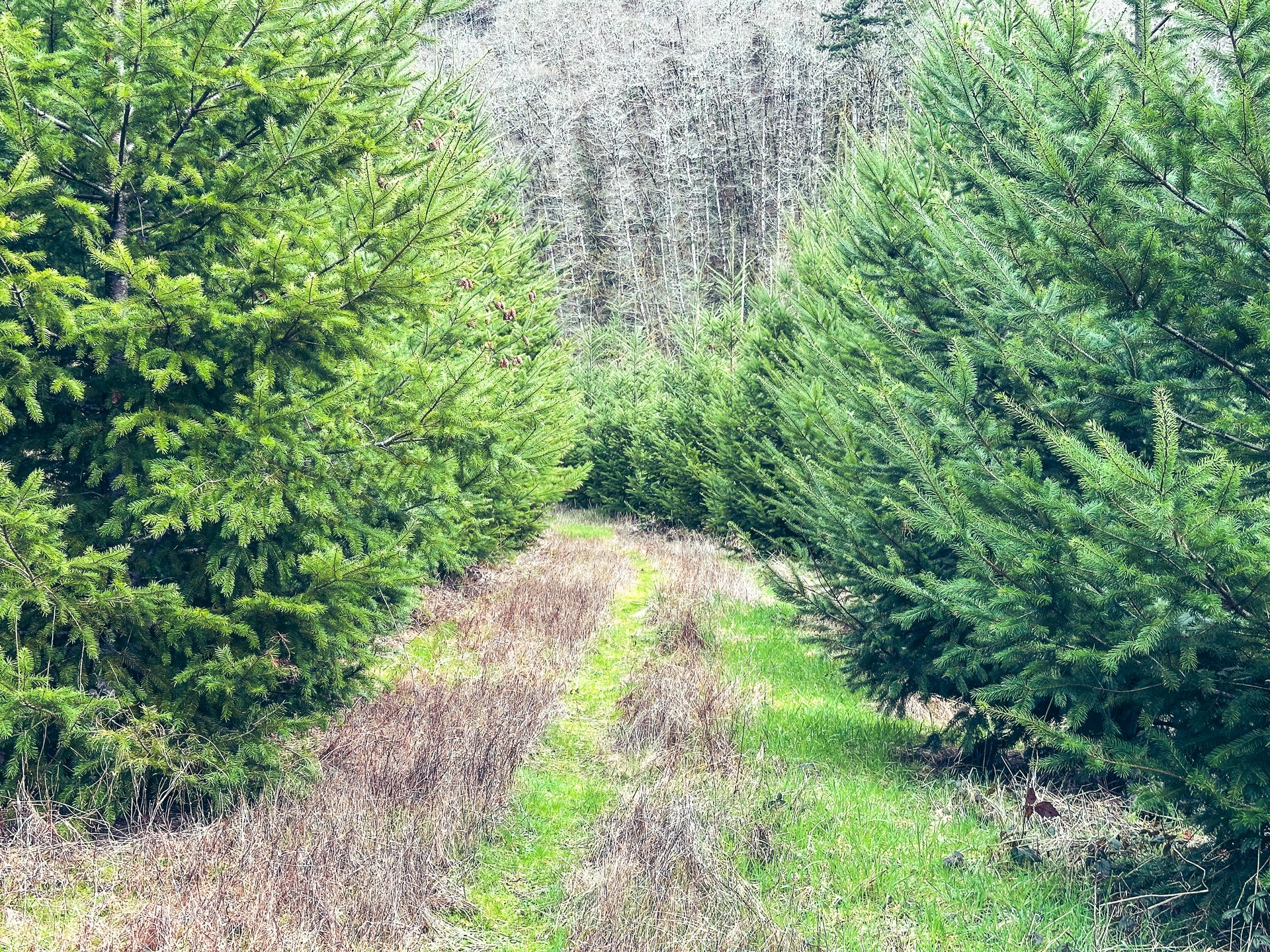 Coyote Creek Forest