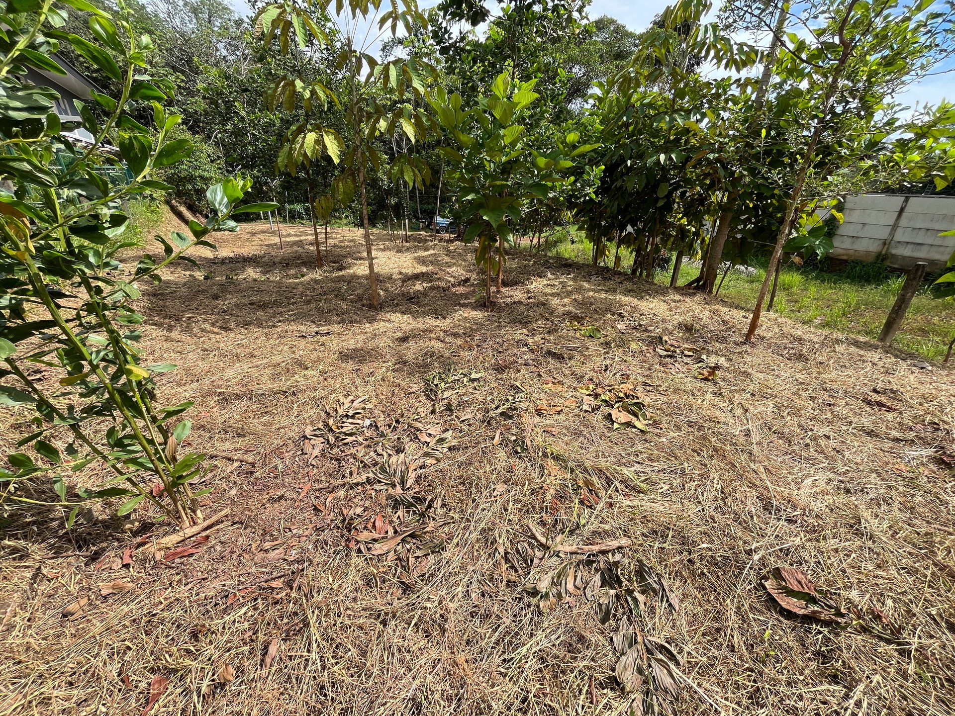 Affordable Uvita Lot UNDER $200-per-sqm - Perfect for Your Dream Home or Airbnb Investment