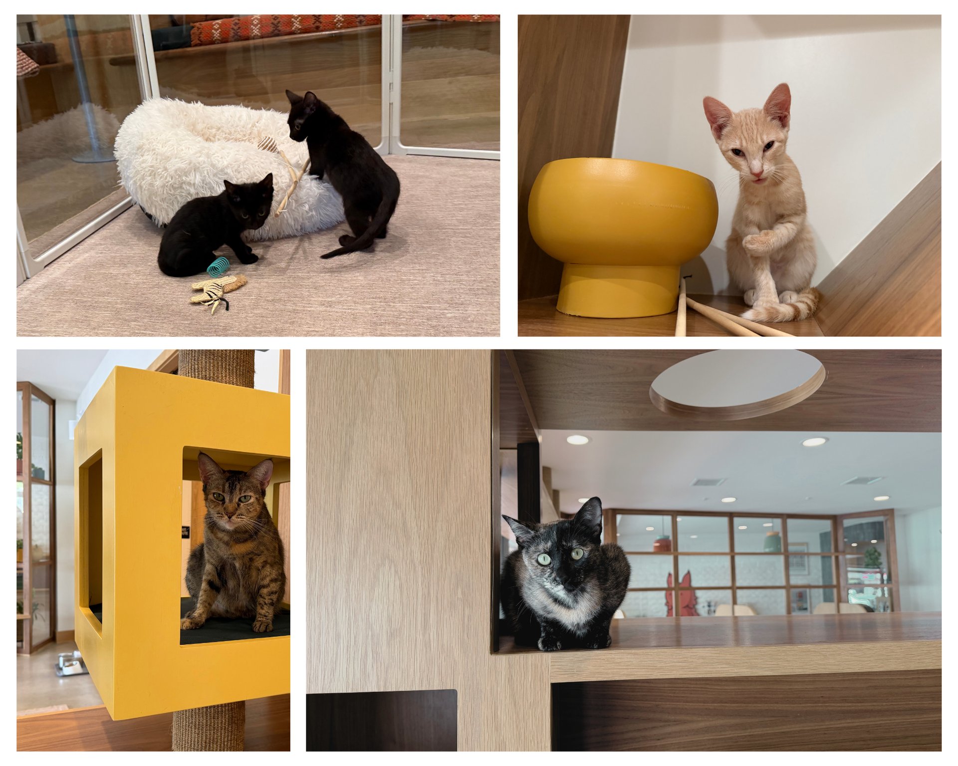 Cats relaxing and playing in a lounge, including kittens beside a fluffy bed and a cream kitten by a yellow bowl.