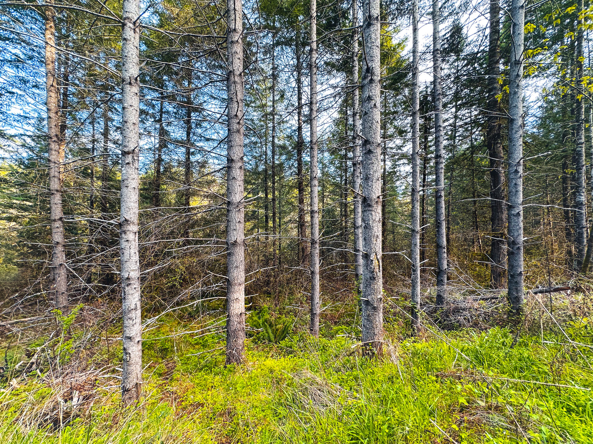 Liberty Forest Auction