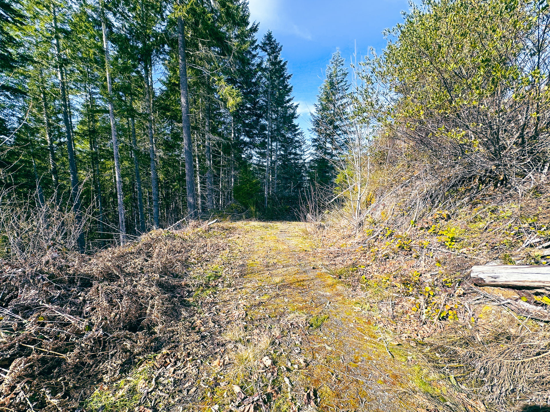 Smith River Back Woods