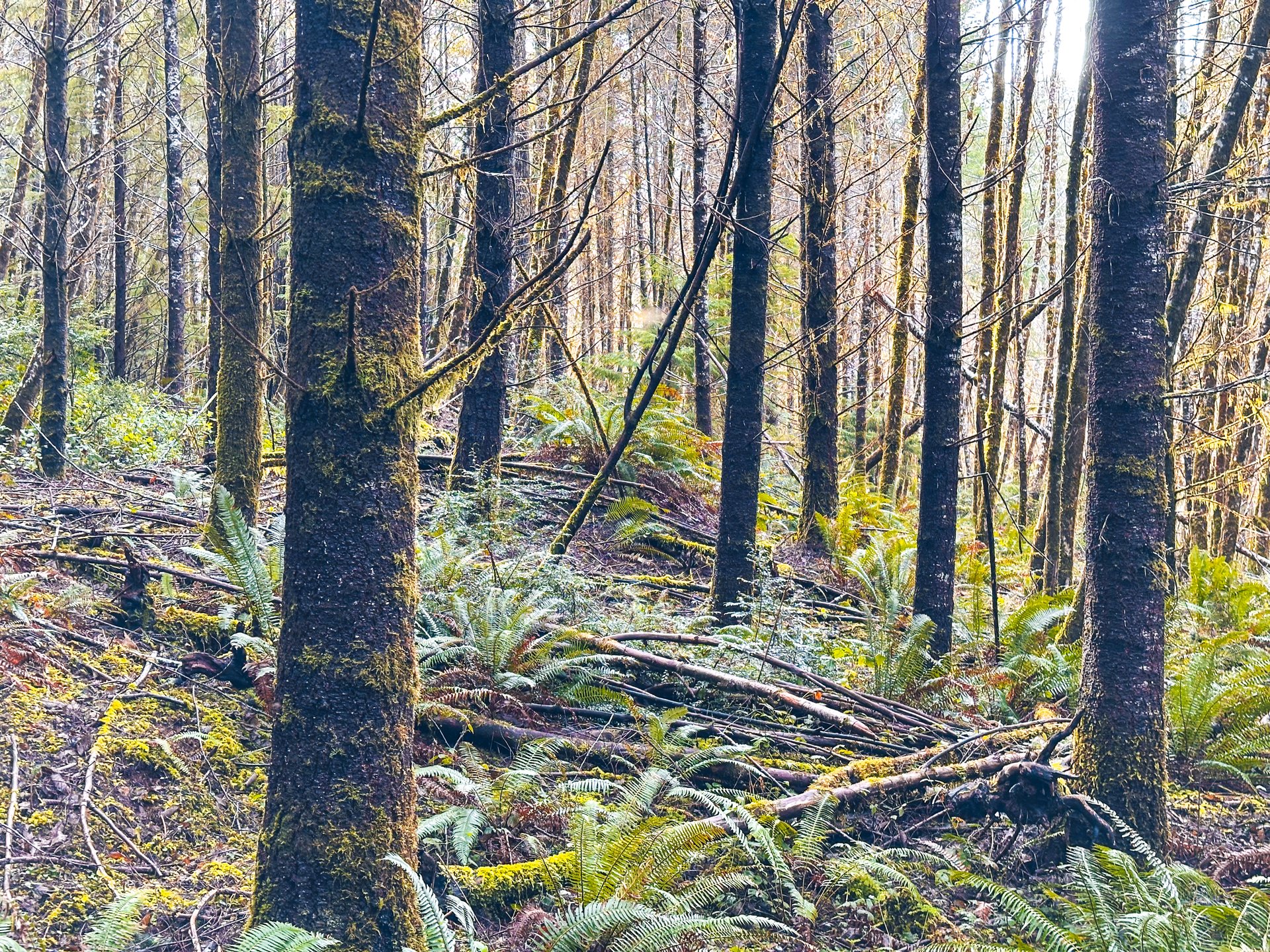 RICHARDSON TIMBER