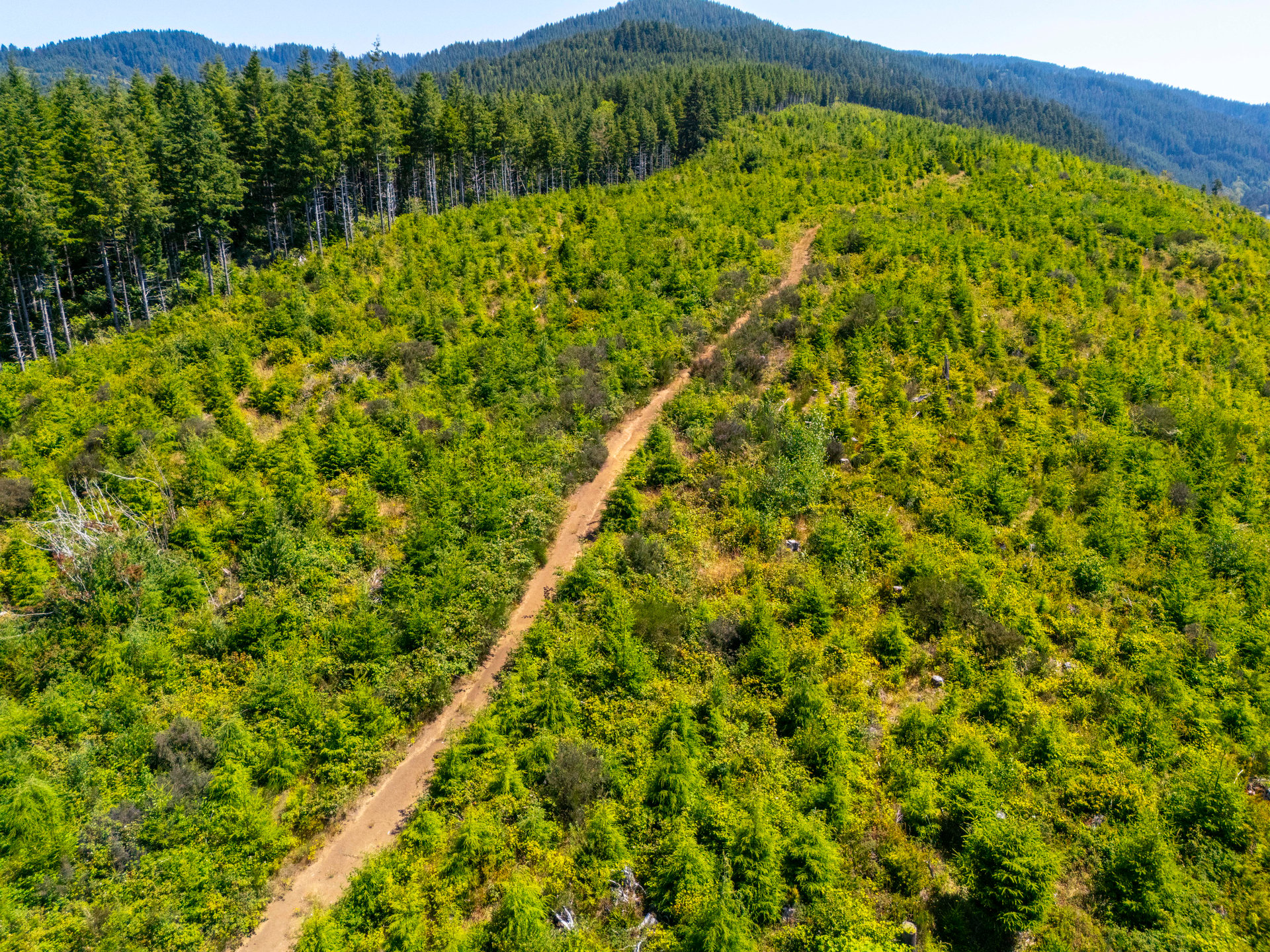 Alsea Estuary Forestland