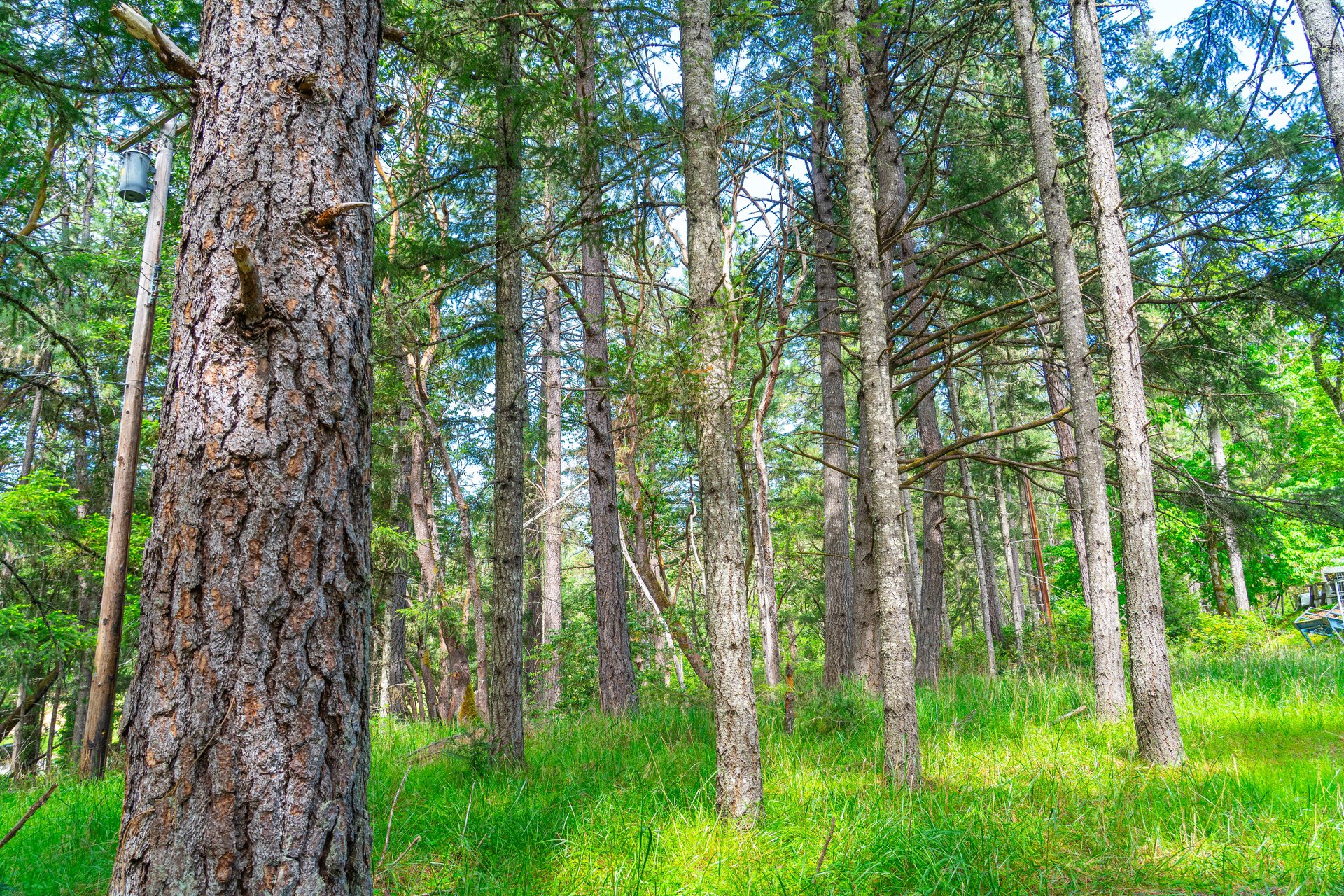 SUTHERLIN WOODLOTS