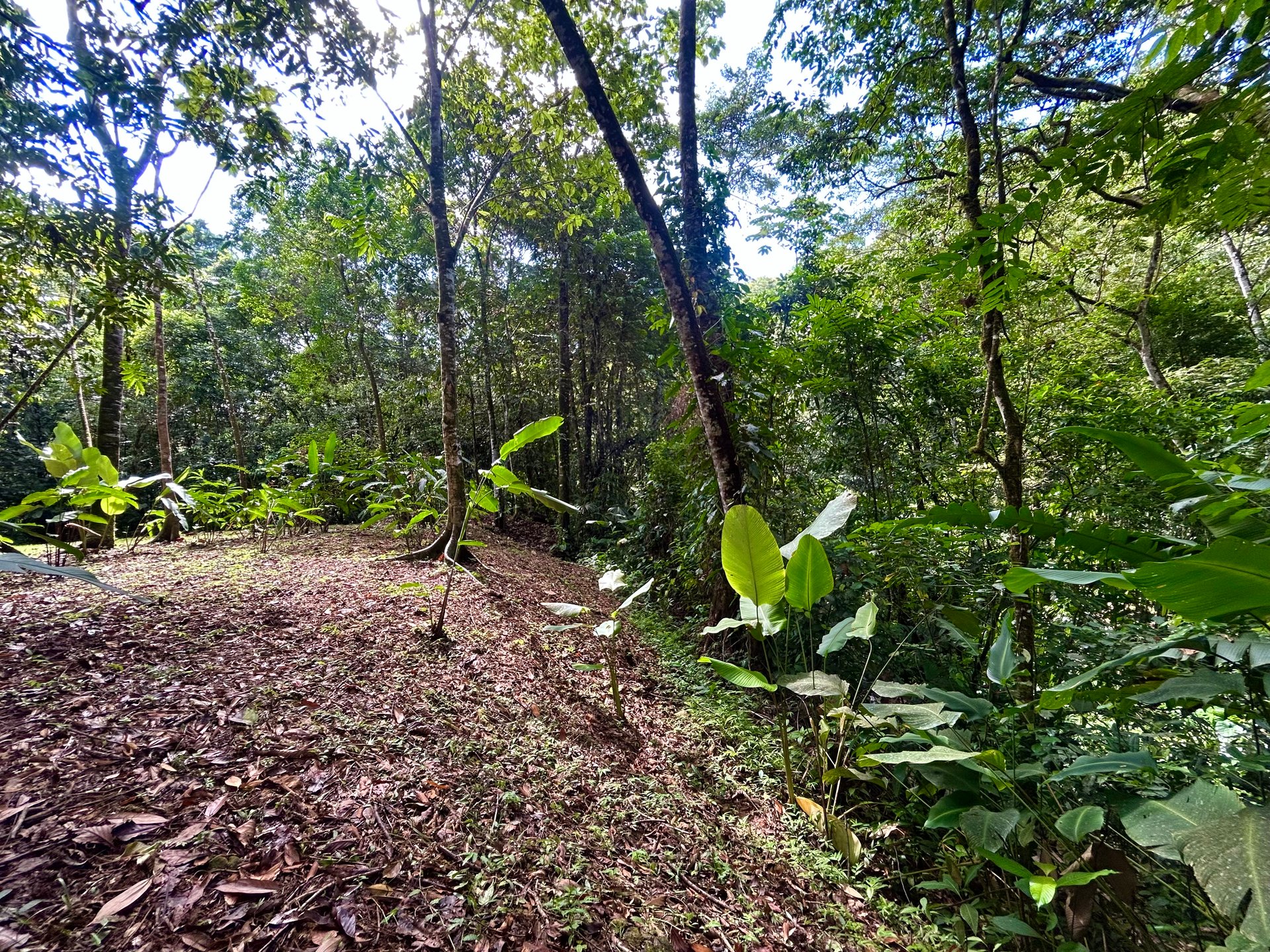 Selva Vista Estate – 5.9 Acres of Wild Beauty
