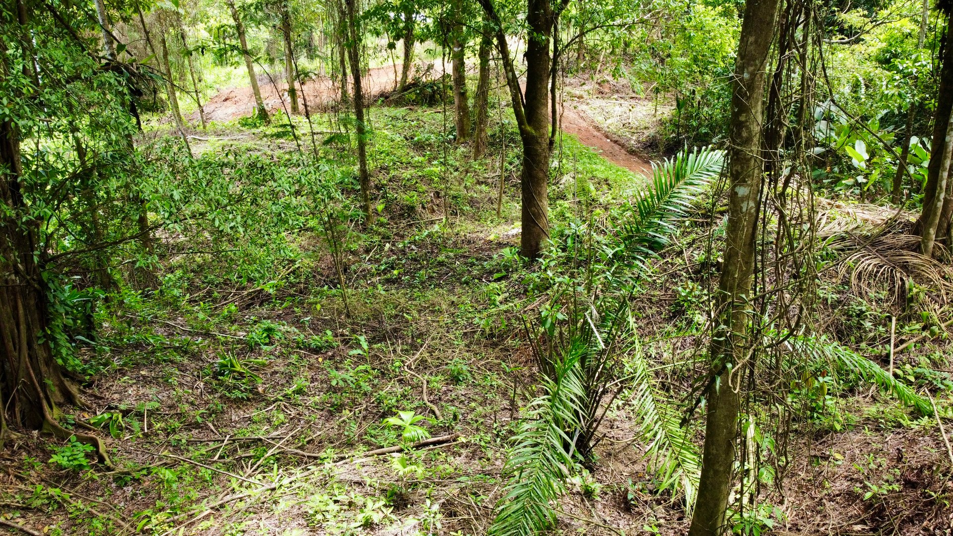 Ready-to-Build Land in San Antonio de Damas: 2,6-Acre with Terraces & Road Frontage