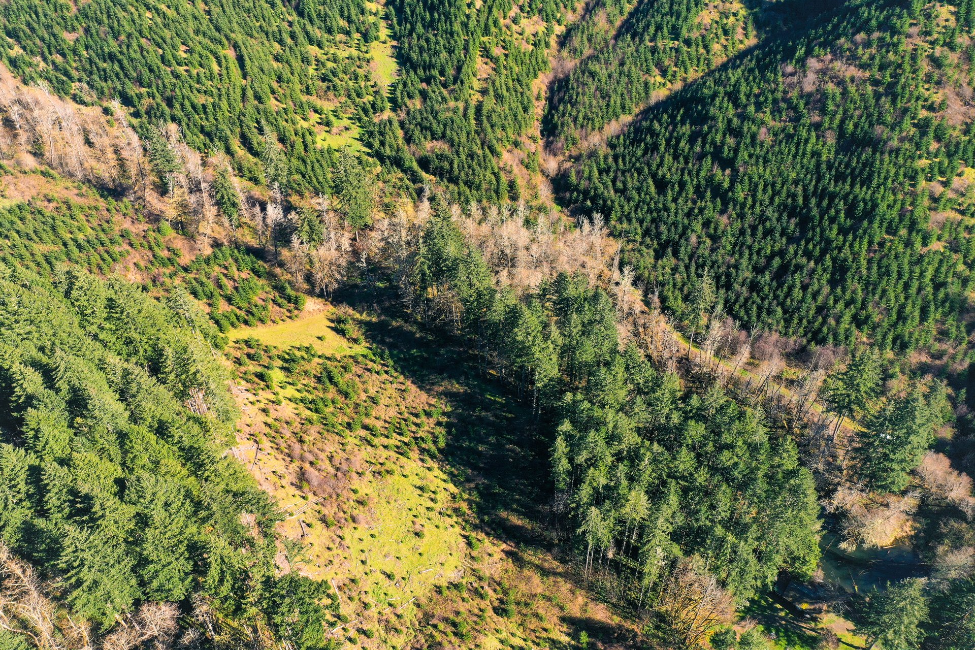 Coyote Creek Forest