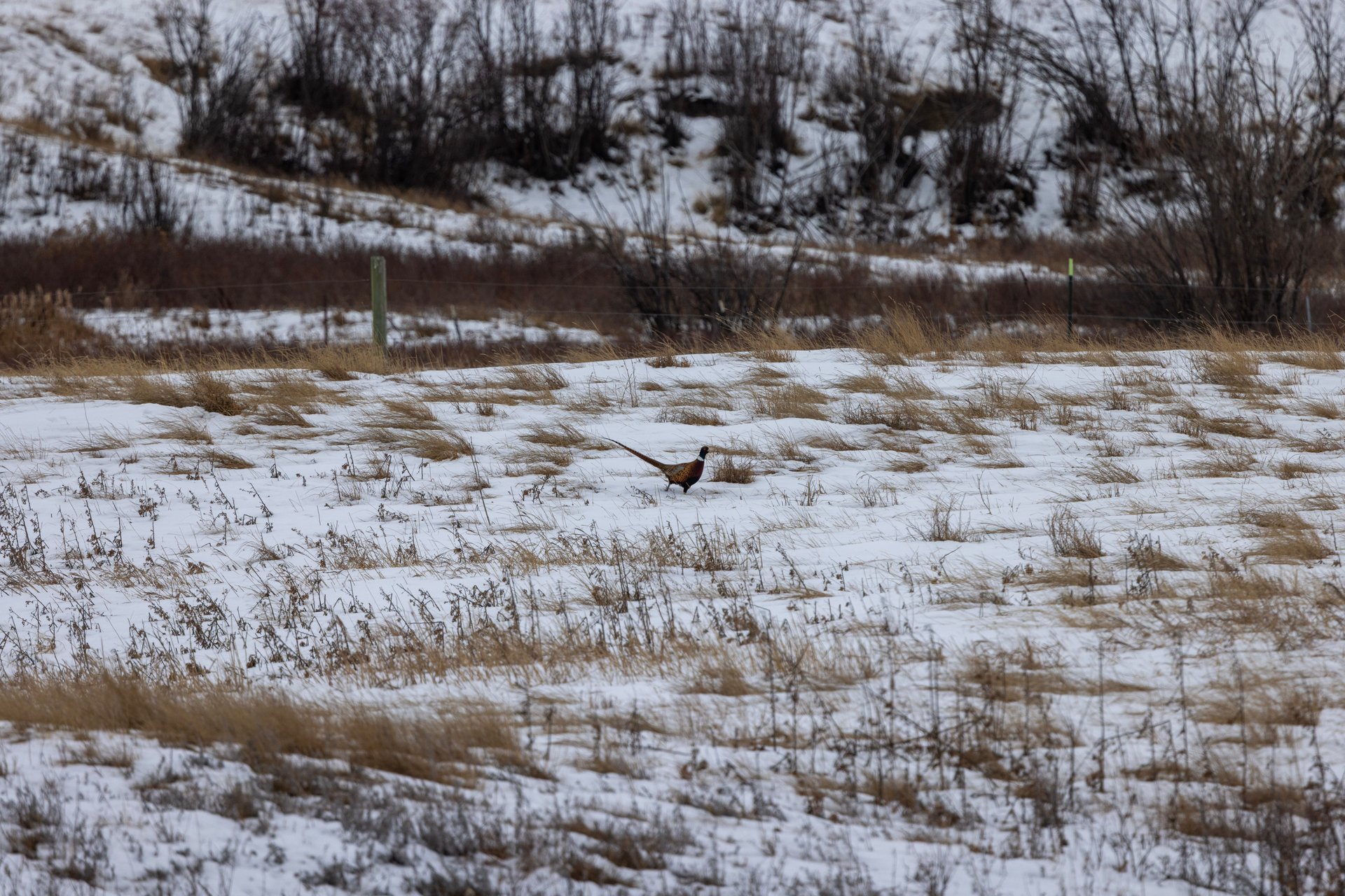 Blood Coulee Ranch