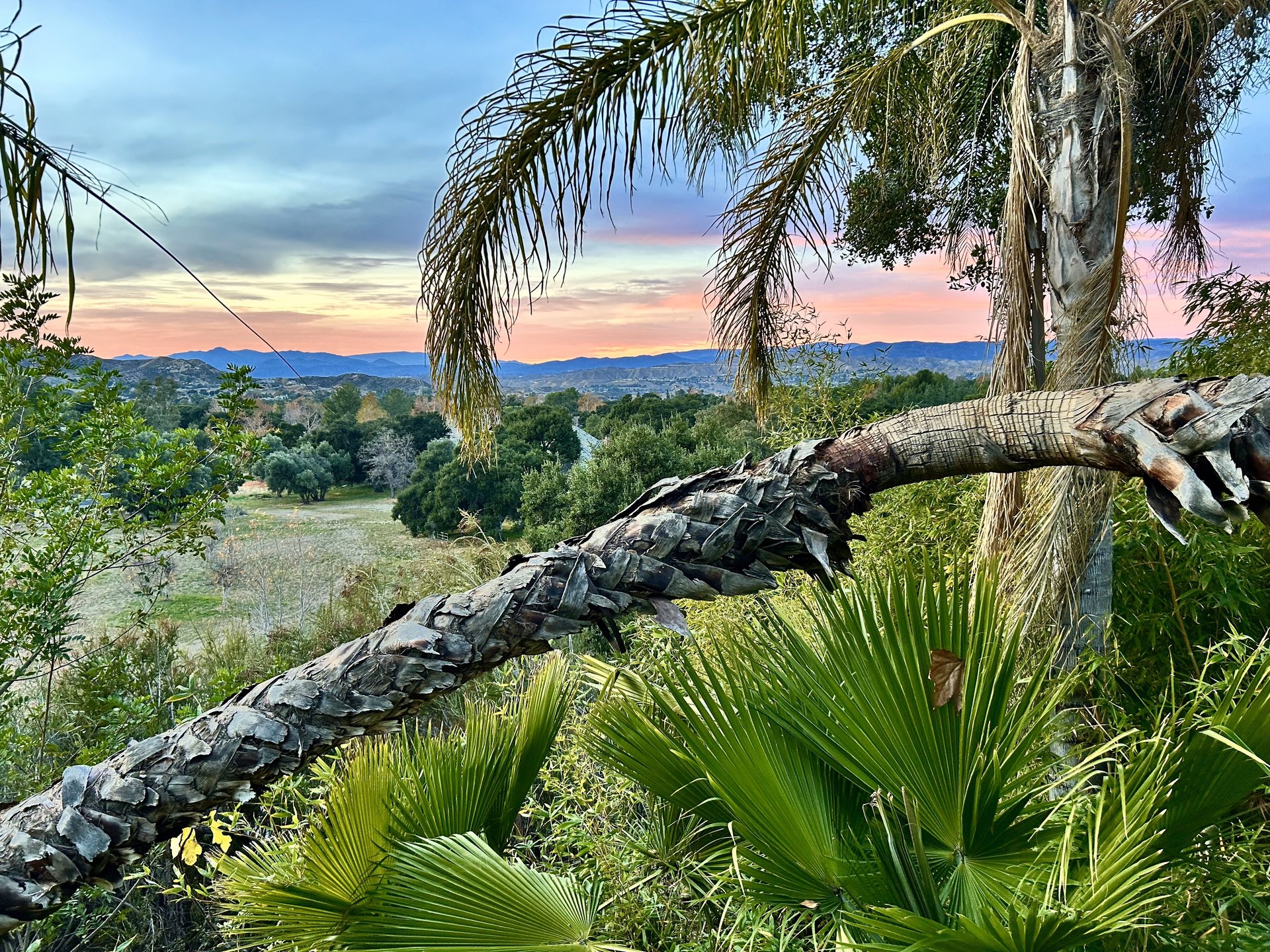 Villa De Palma 🌴