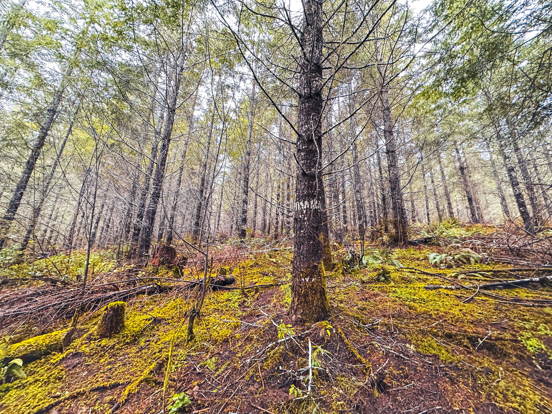 Coast Fork Woodland Meadows