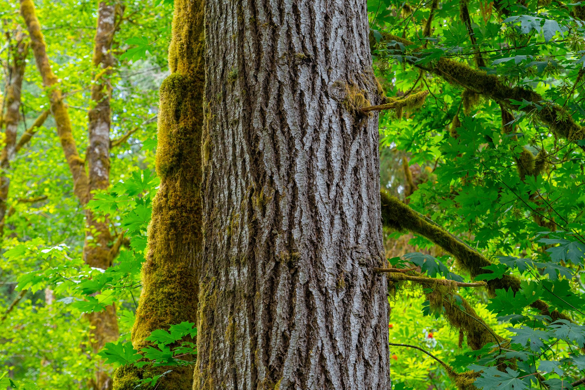 MILL CREEK FOREST