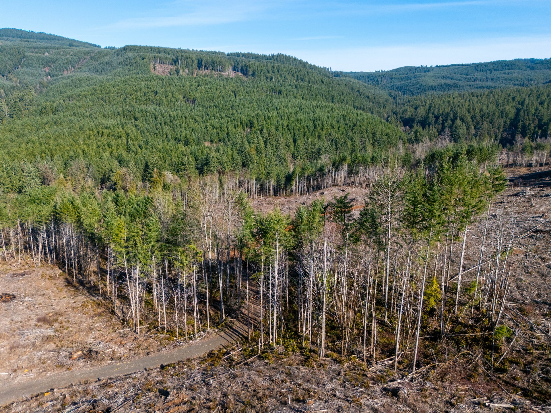 Camp Creek Forest