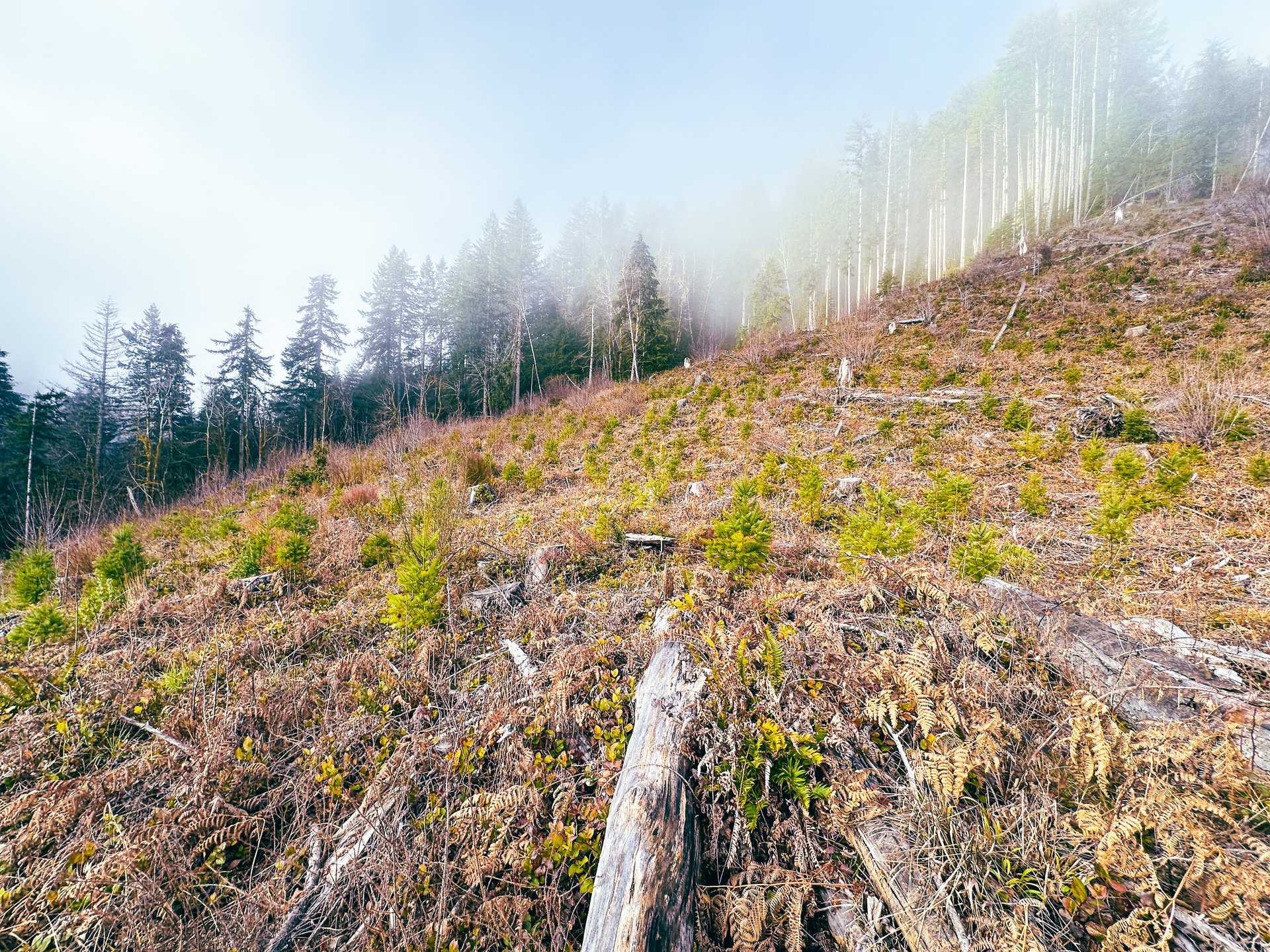 Waite Creek Woodlands