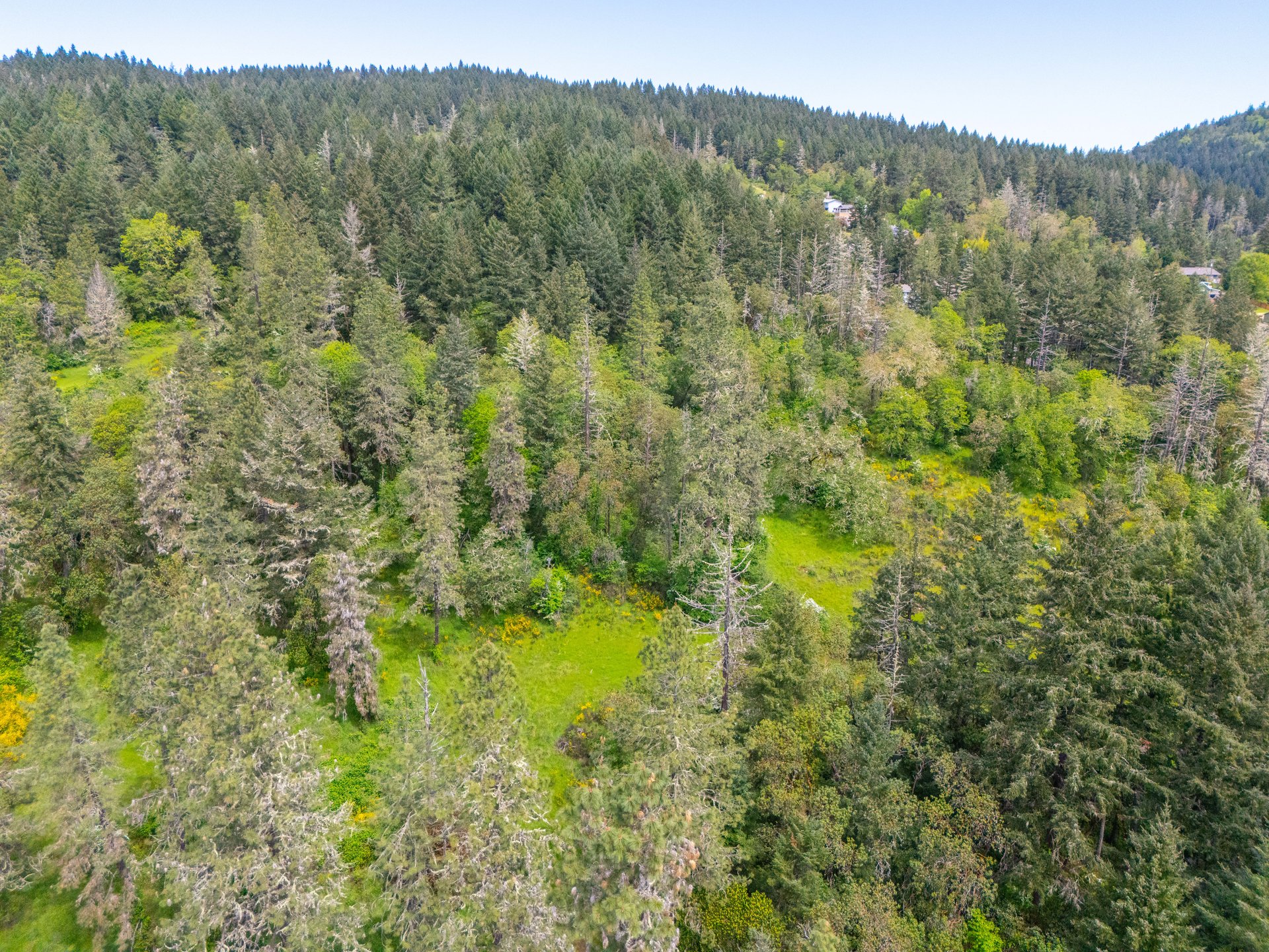 SUTHERLIN WOODLOTS