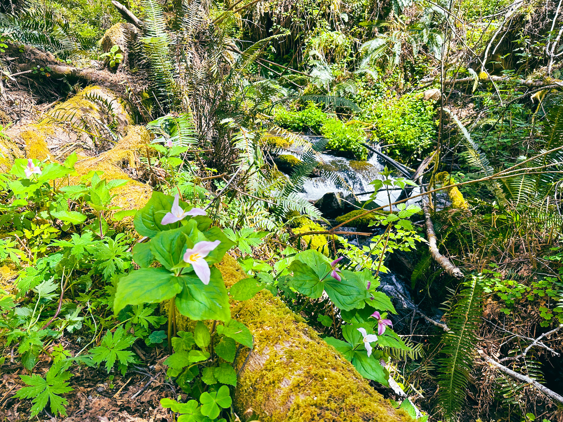 MILL CREEK FOREST