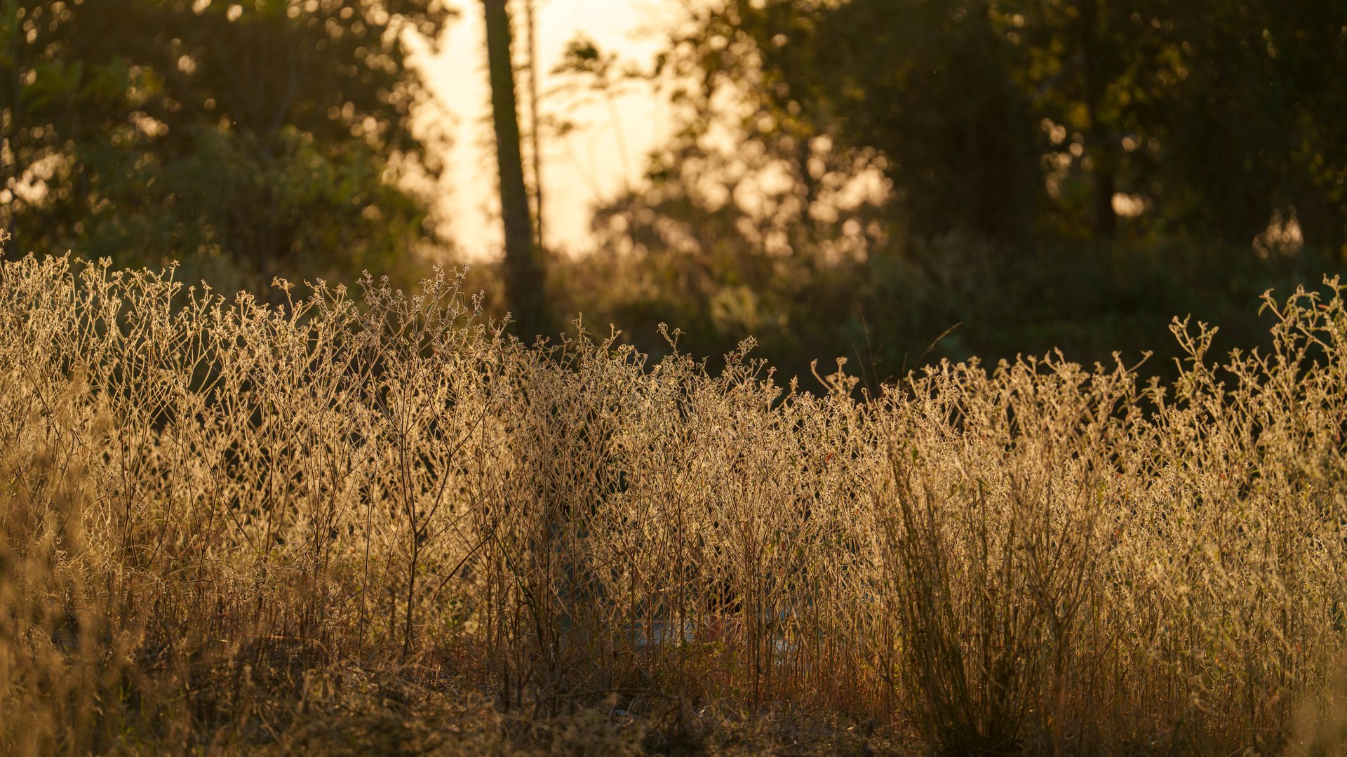 Gonzales County | 104+/- Acres