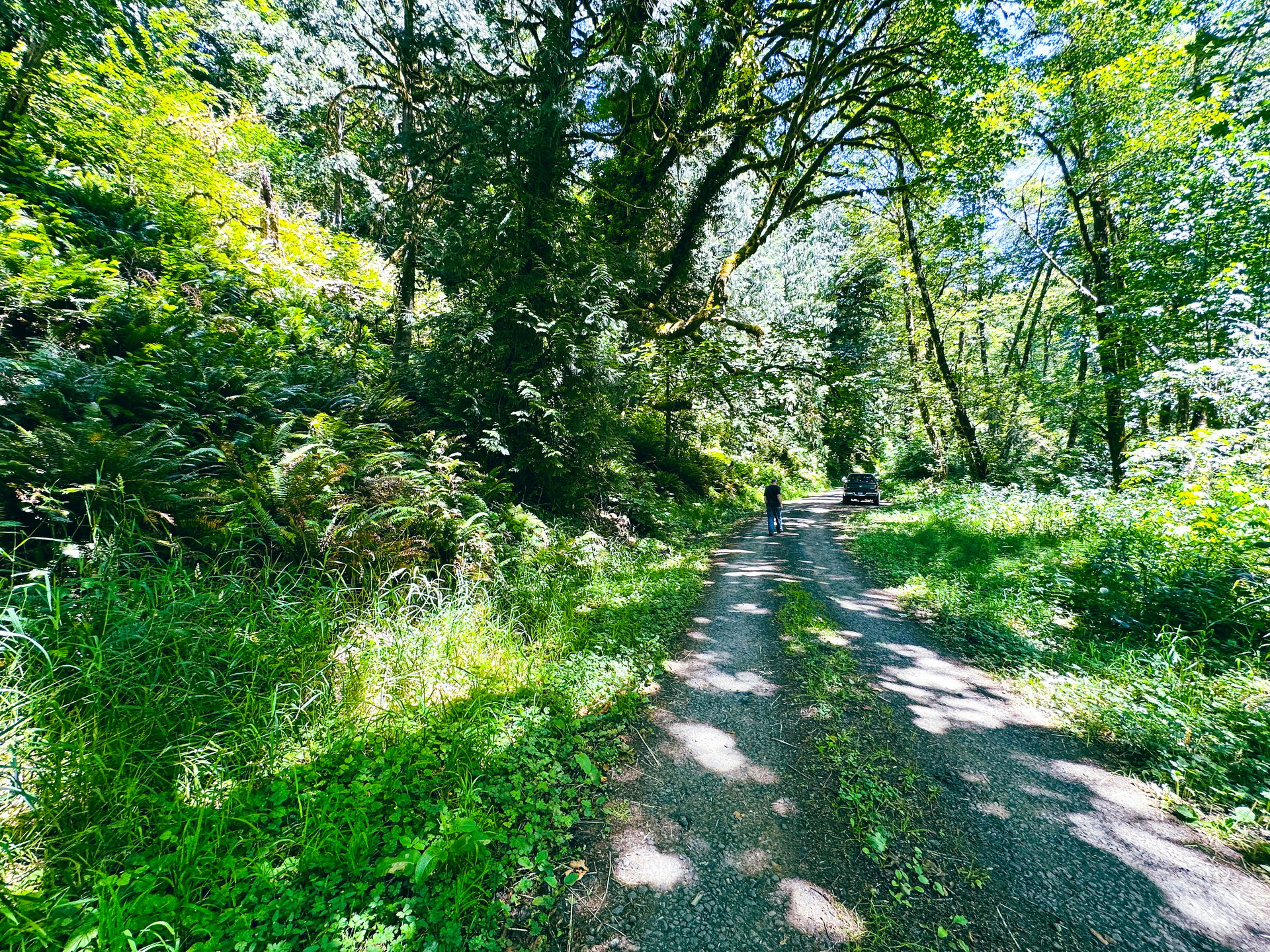 MILL CREEK FOREST